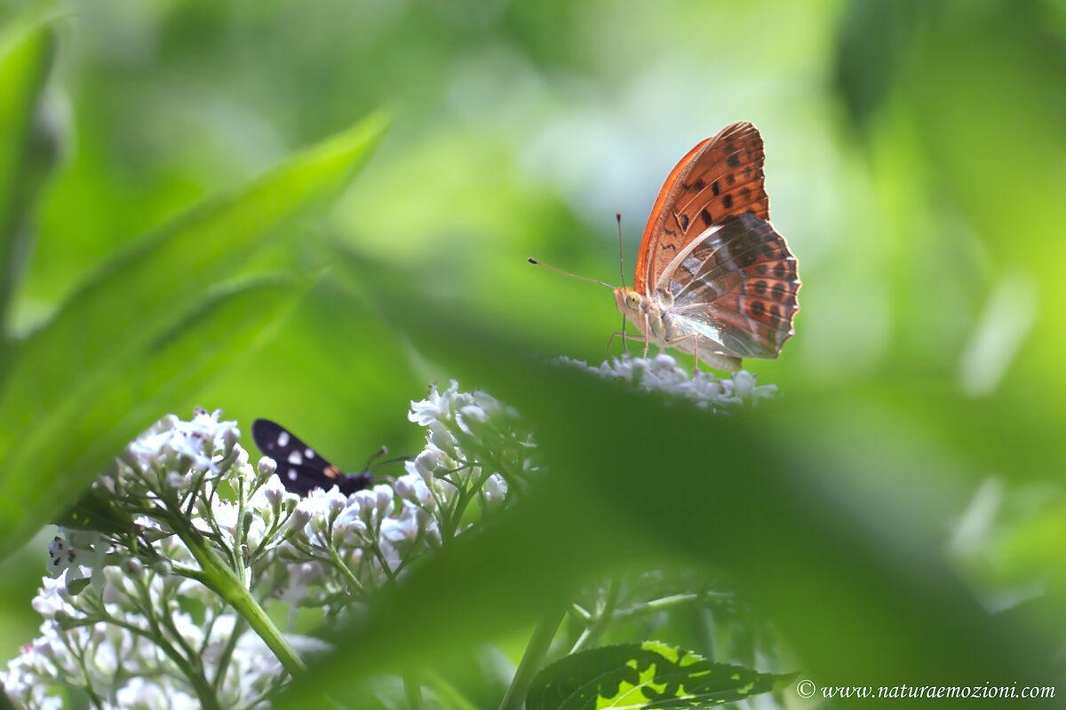 Argynnis-adippe