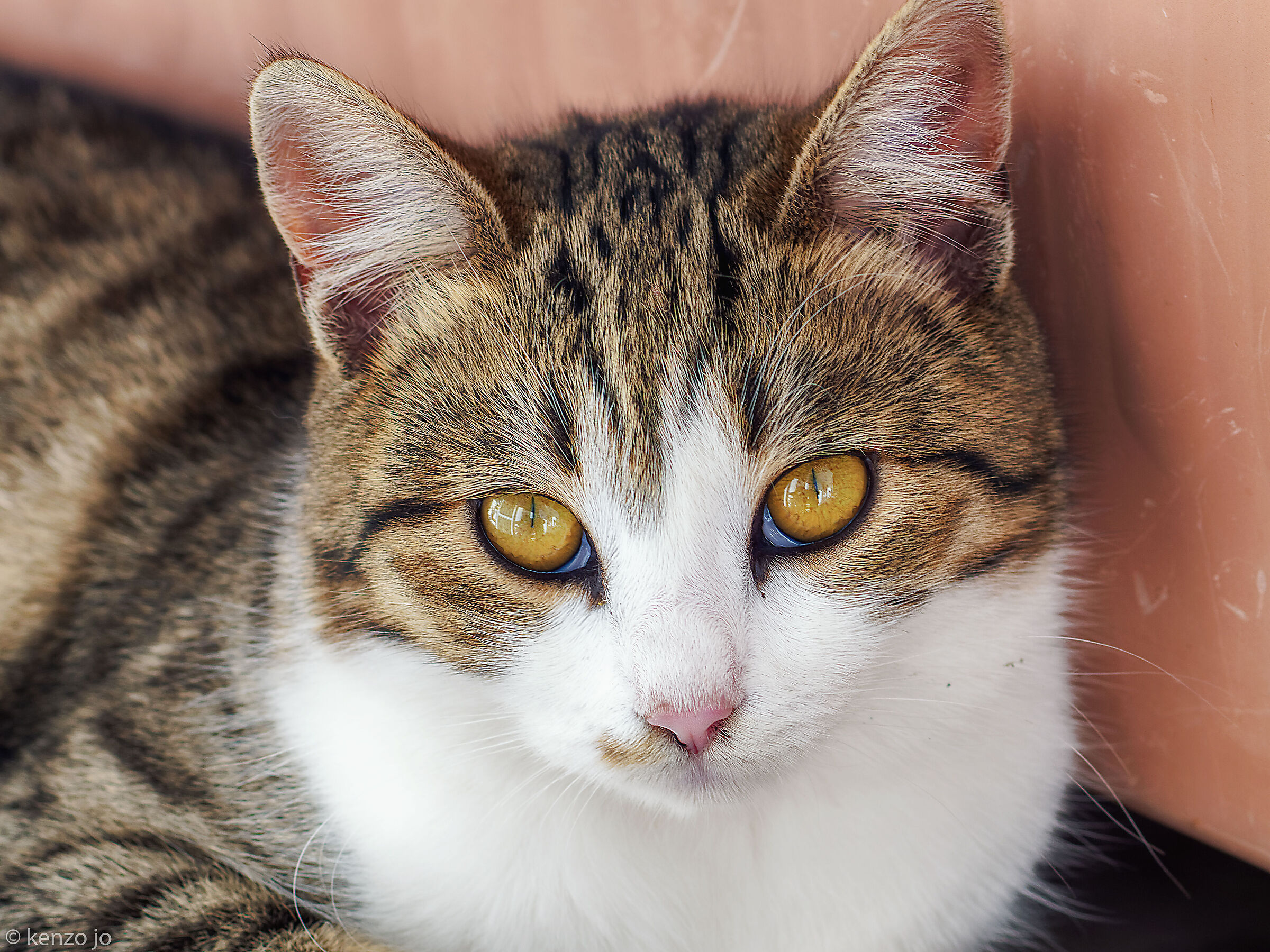 Gatto in posa (4 foto)