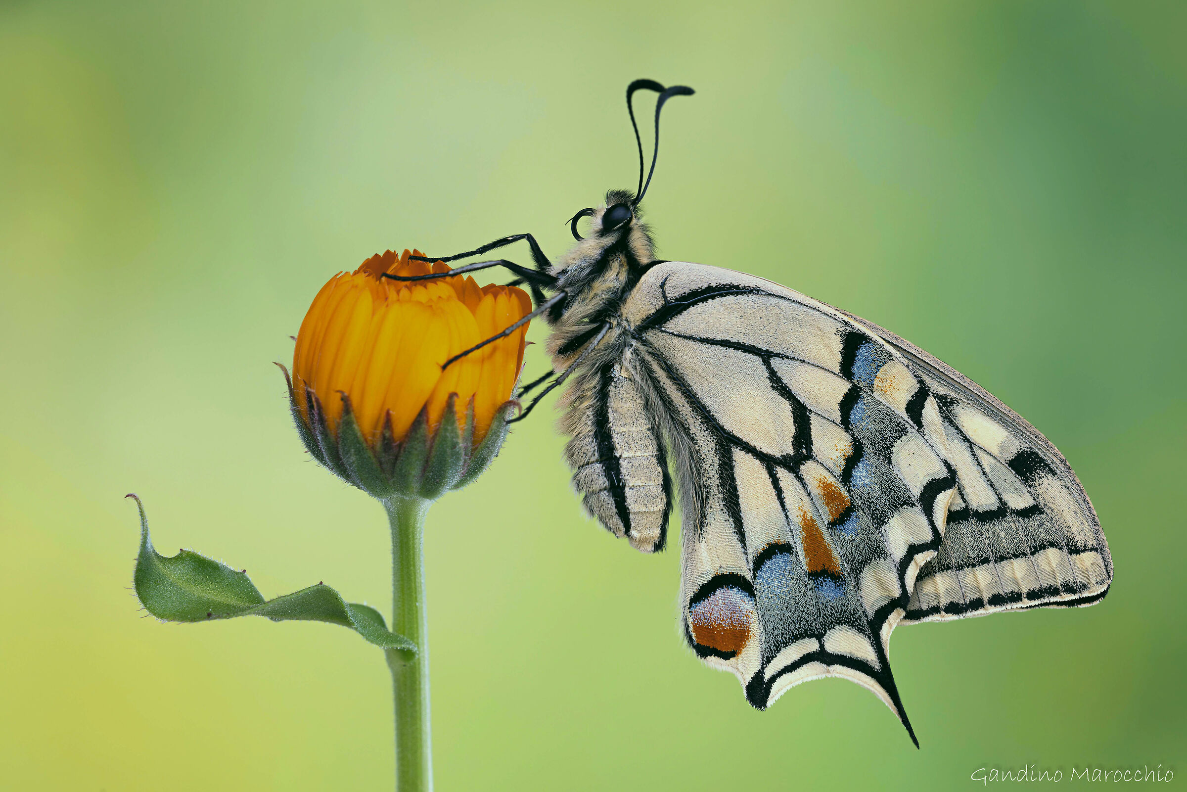 Papilio Machaon
