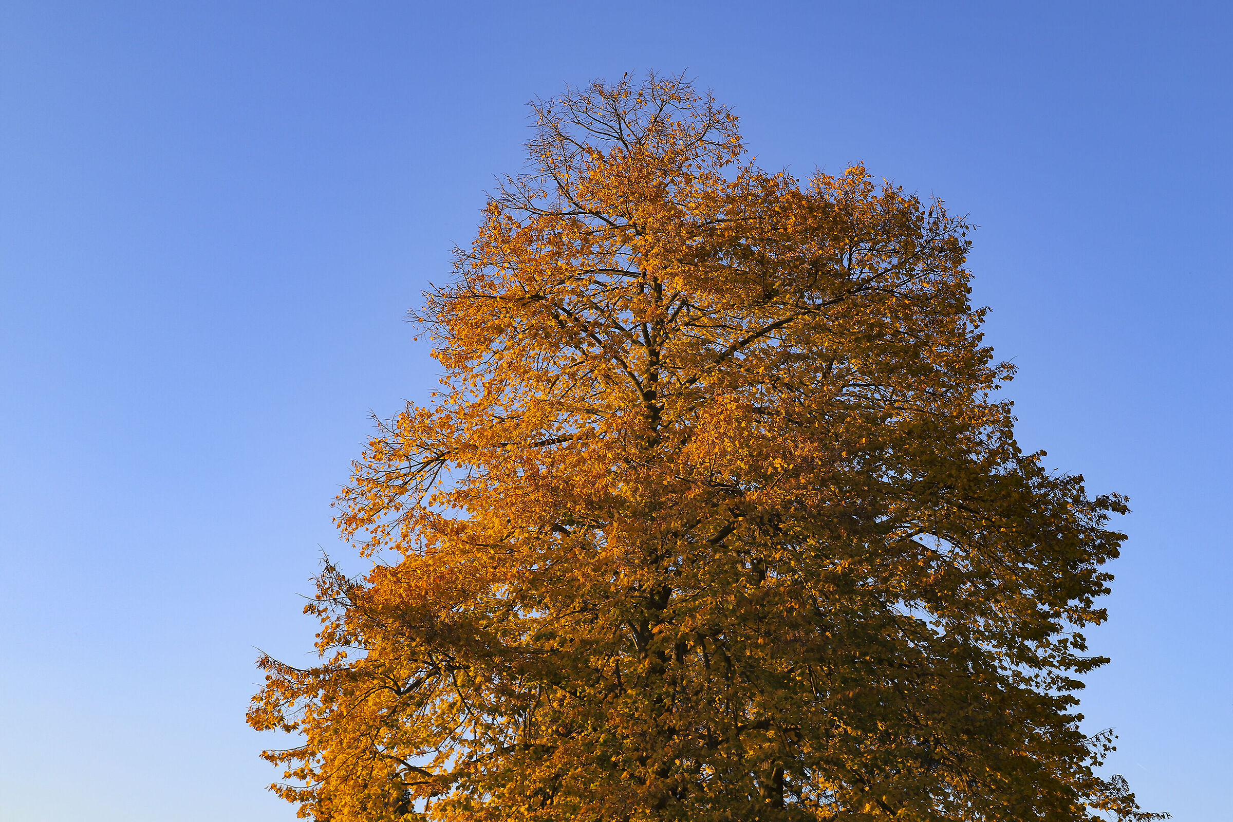 National Tree Day. Wishes!!!