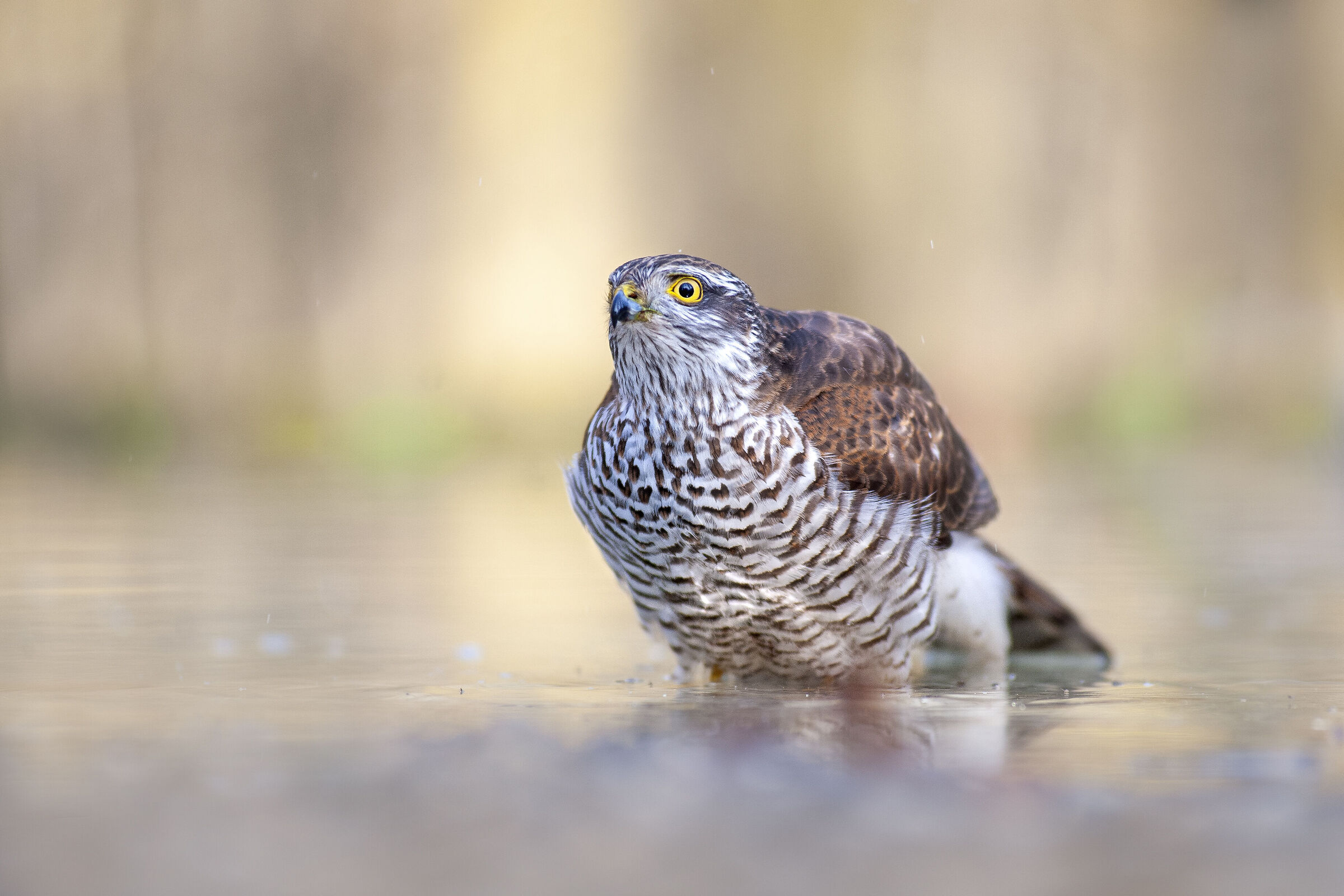 Female sparrowhawk