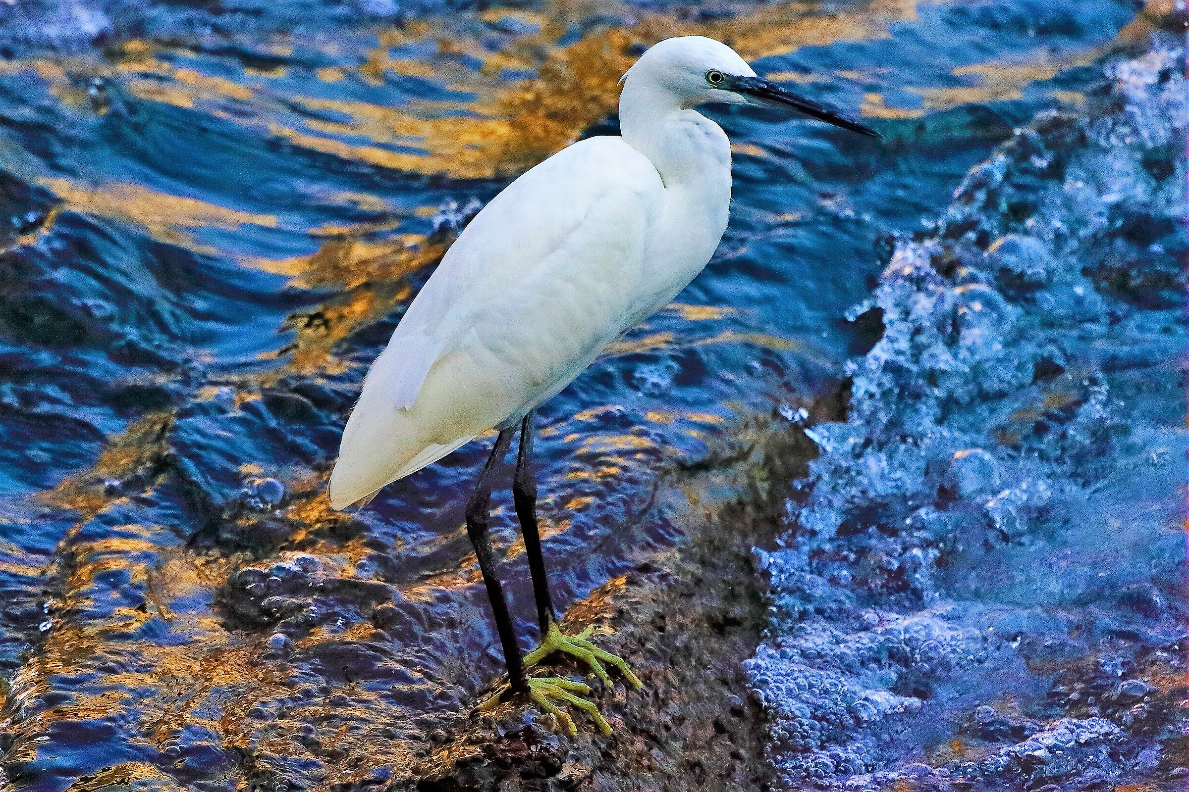 Garzetta 19 ottobre 2022