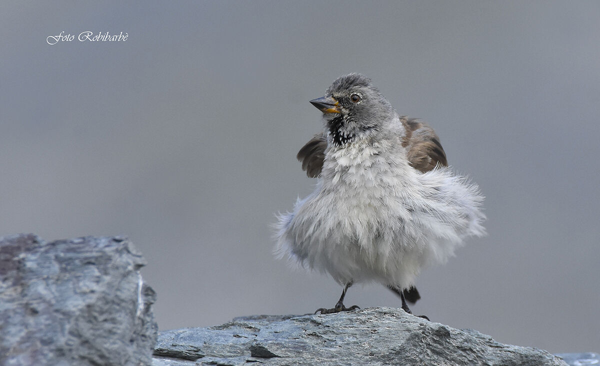 Alpine chaffinch... ruffled...