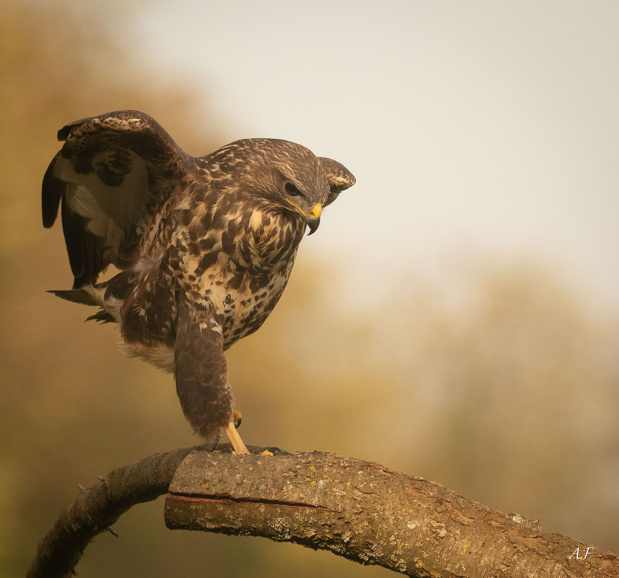 Buzzard