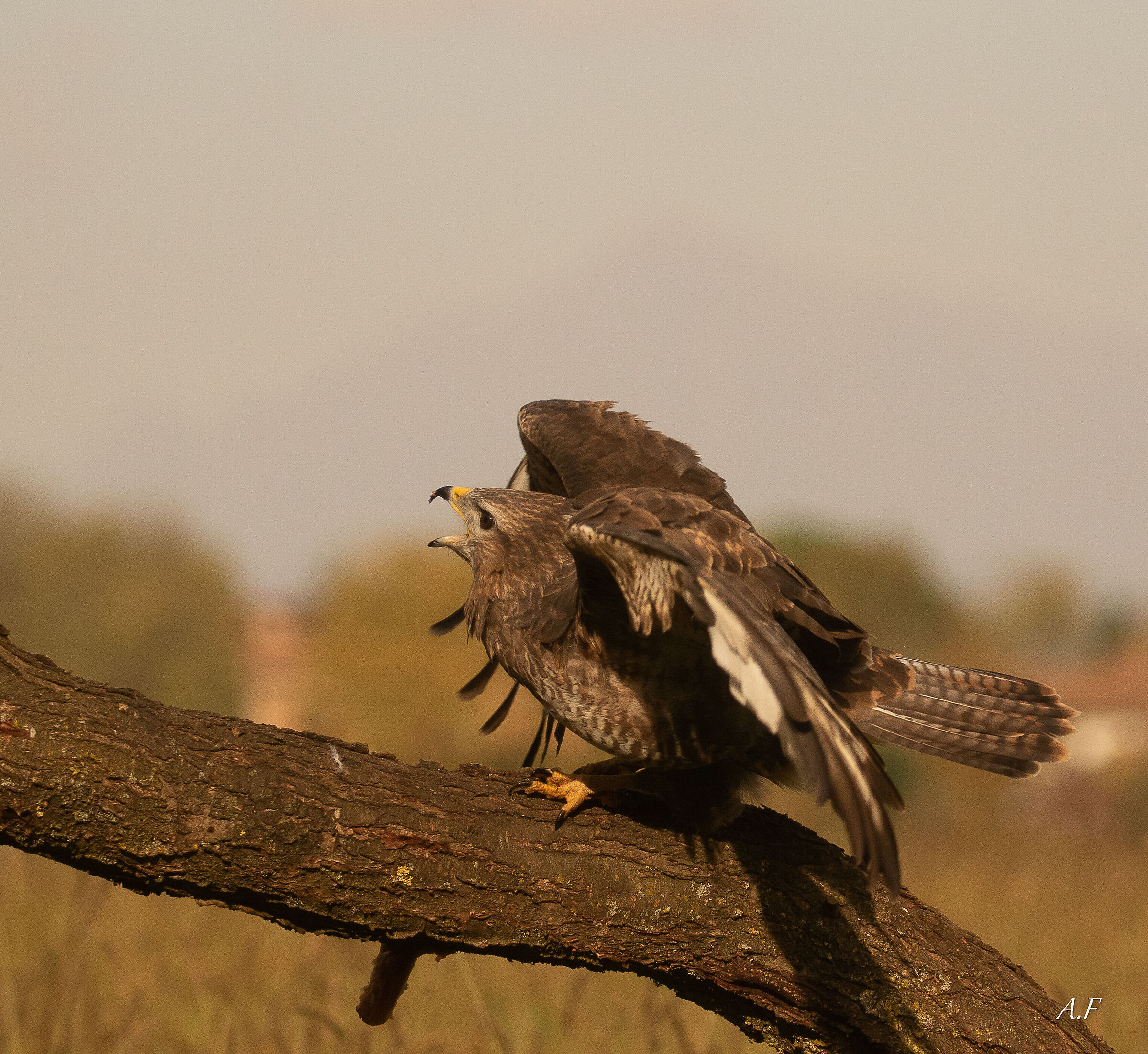 Buzzard