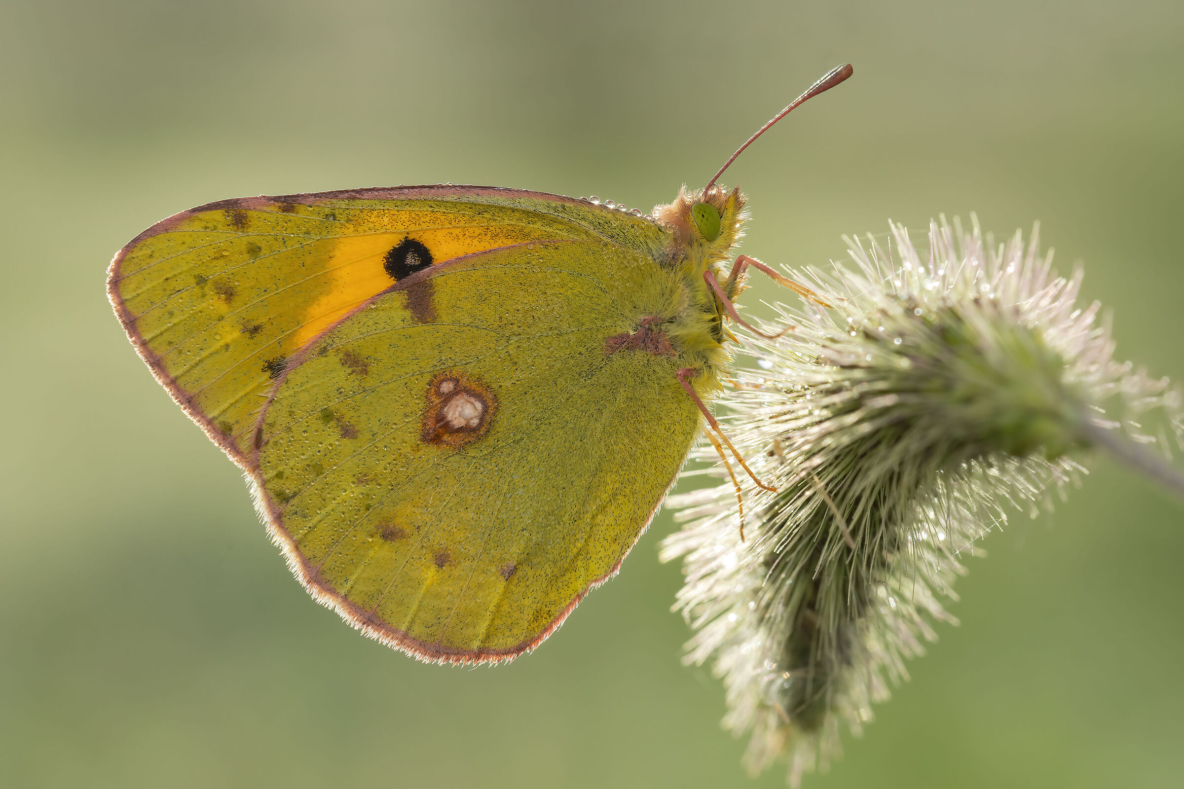 Backlight of colias