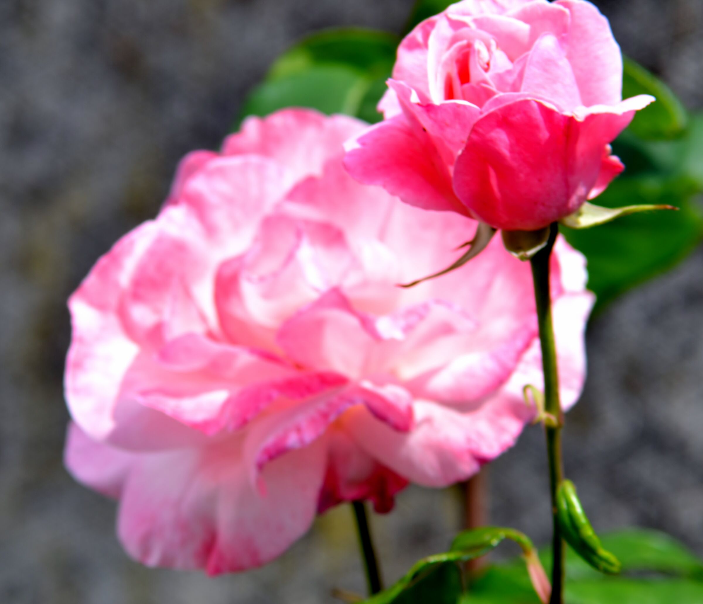 Two Roses