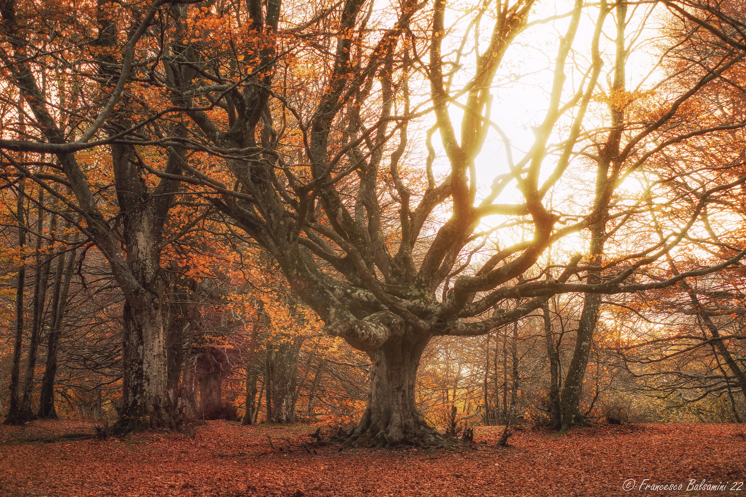 Beech forest at sunset