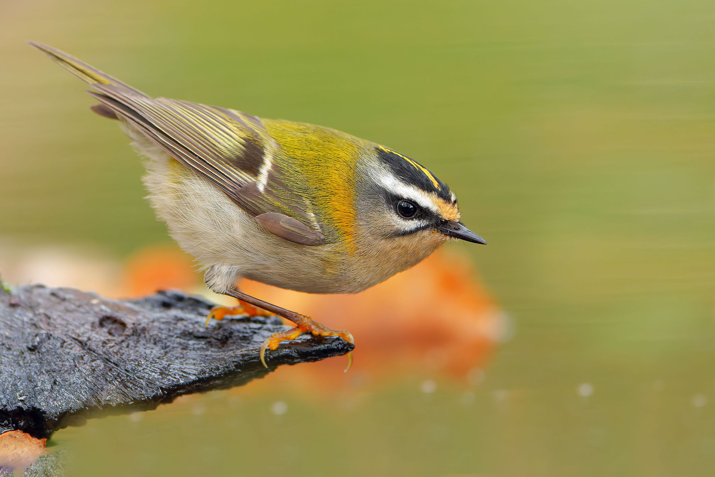 Firecrest