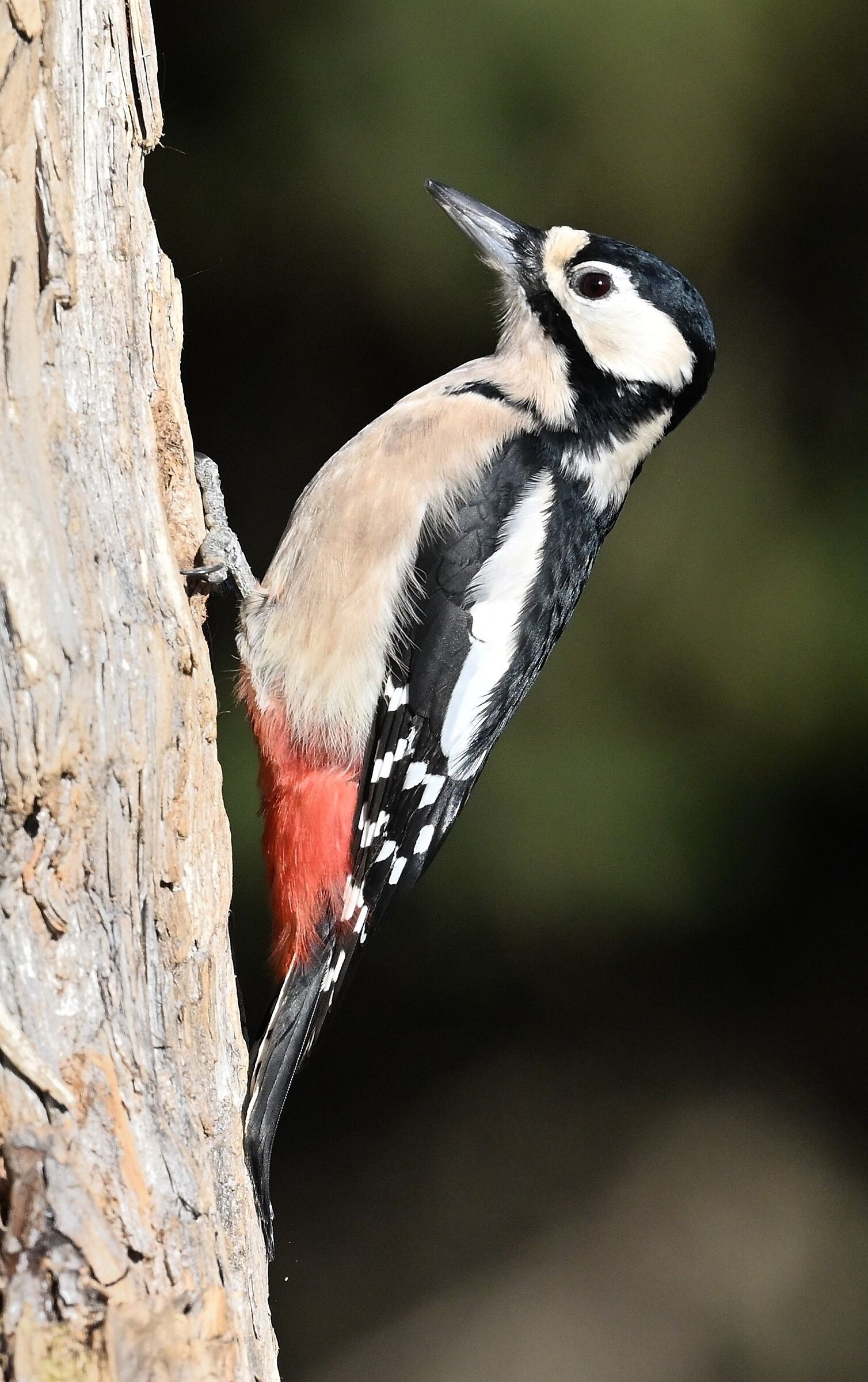 Greater spotted woodpecker