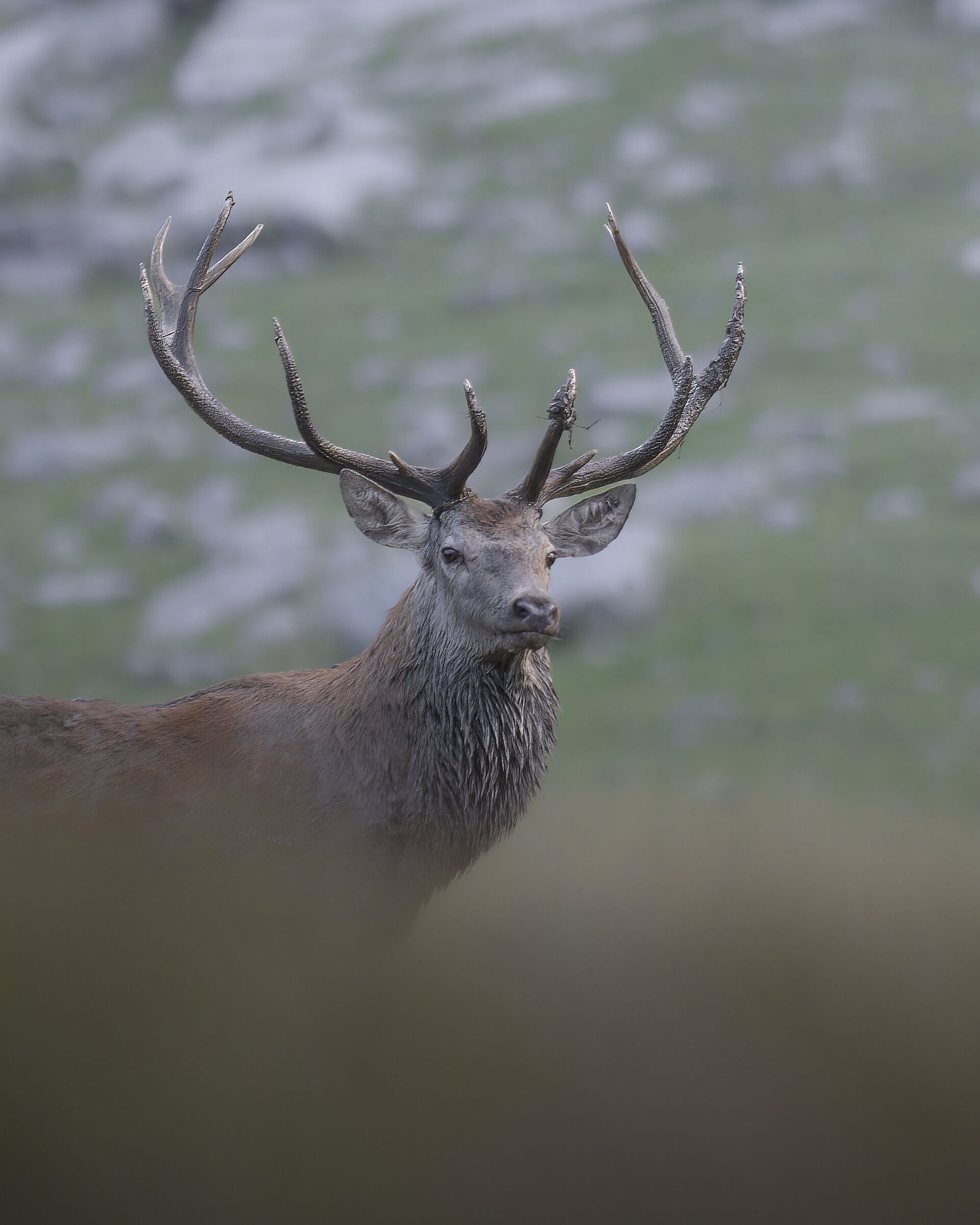 red deer