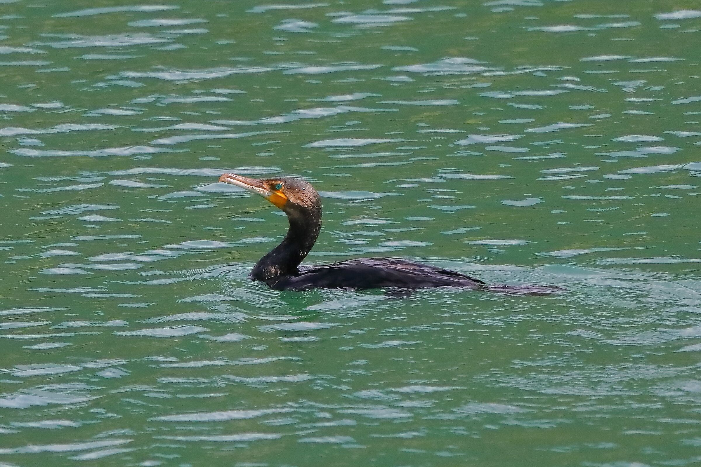 cormorano 02-09-2022