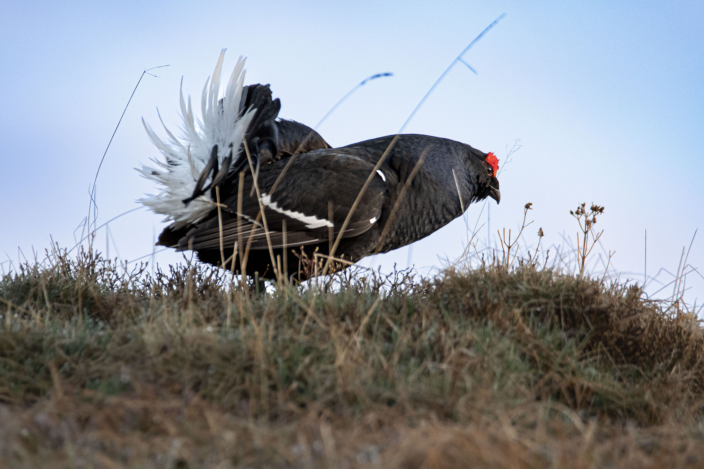 Black grouse