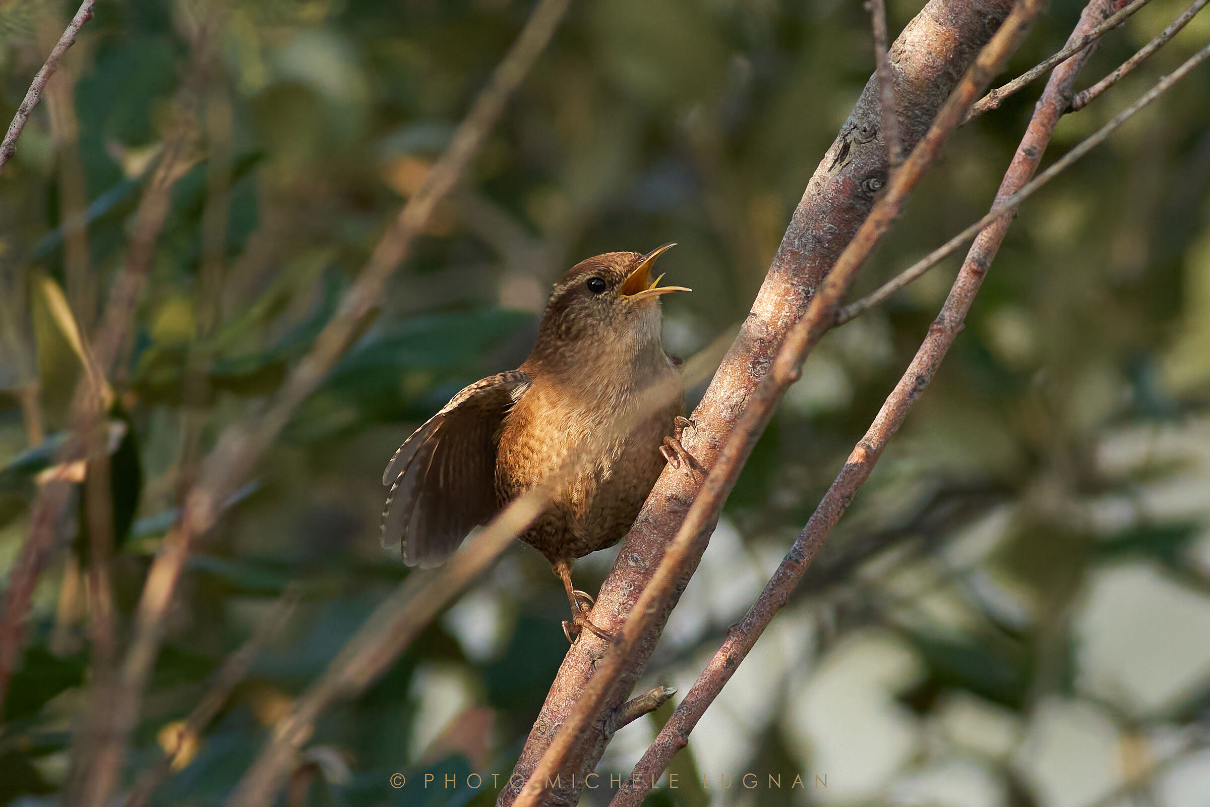Troglodytes troglodytes (vulg.it. Scricciolo comune)