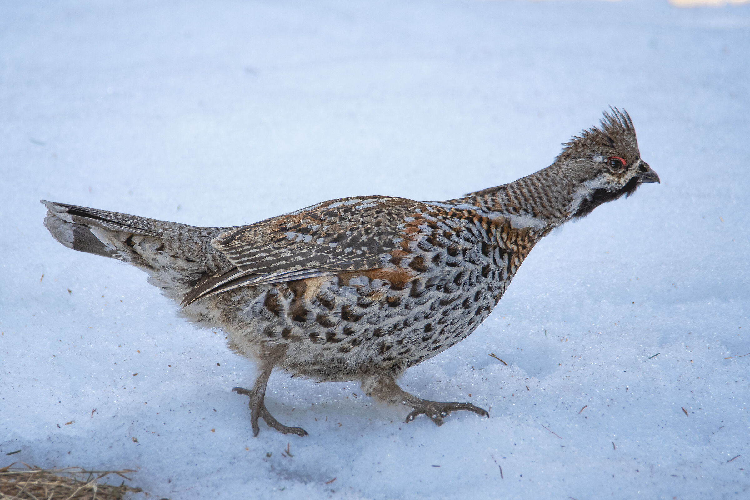 Mountain francolin