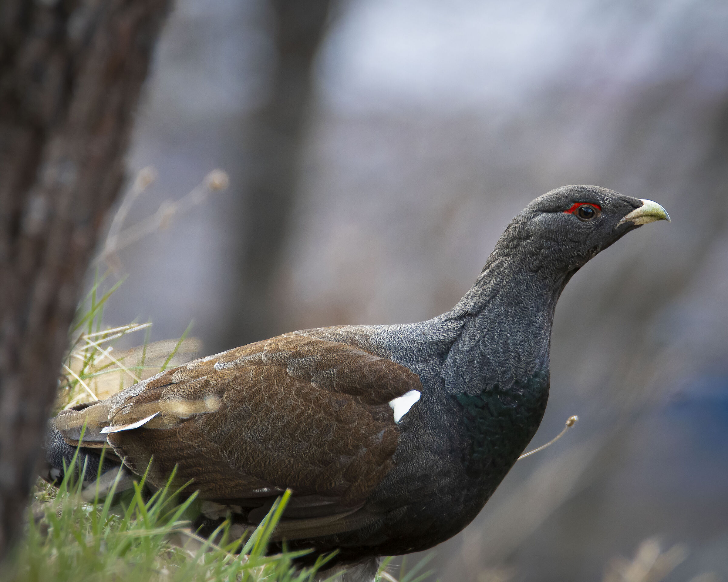 Gallo cedrone