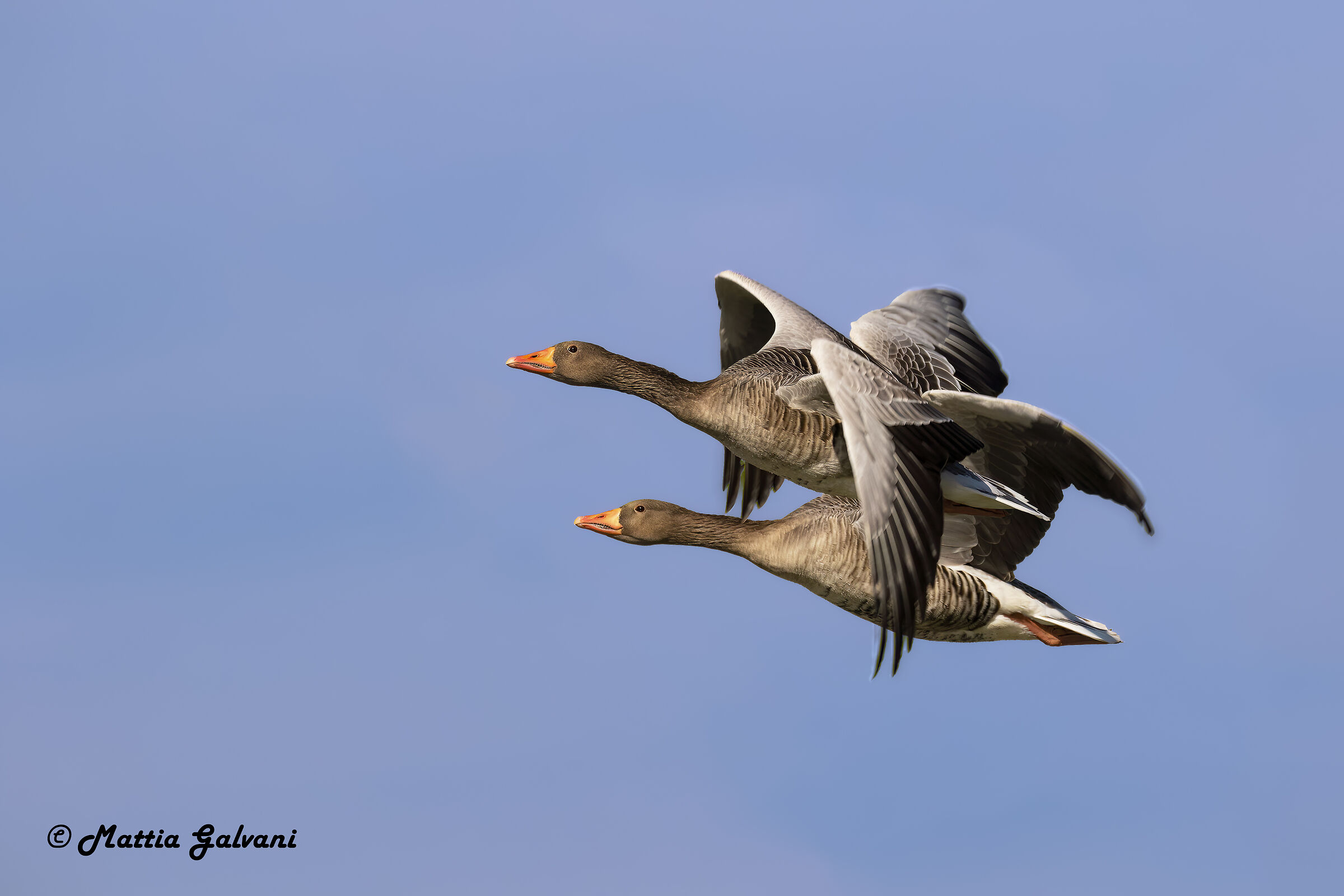 Gioco di intersezioni tra ali...