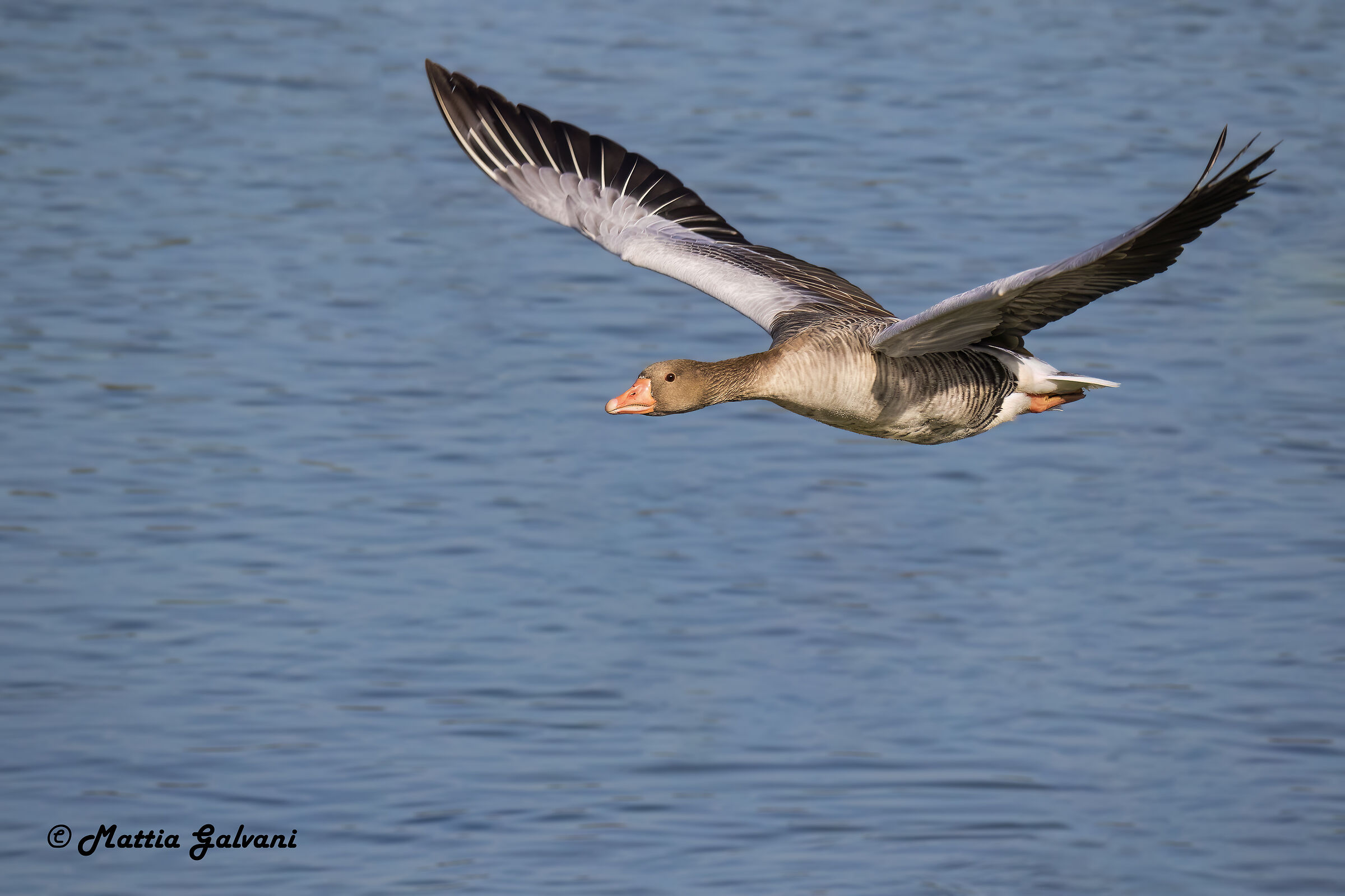 Oca Selvatica in volo