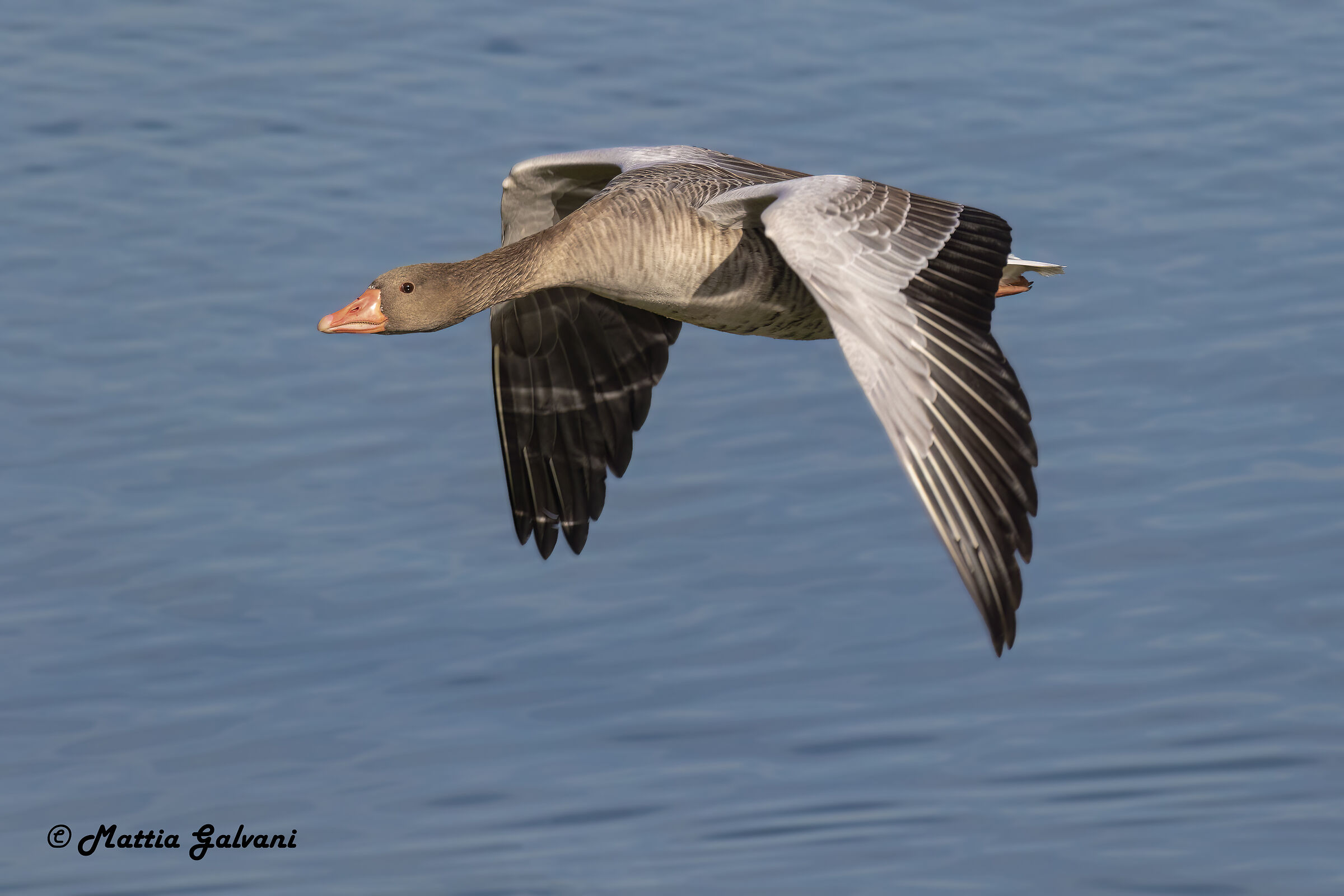 Oca Selvatica in volo