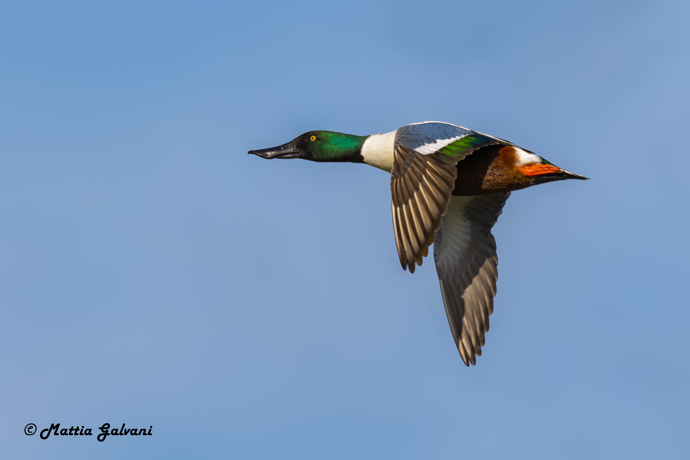 Mestolone maschio in volo