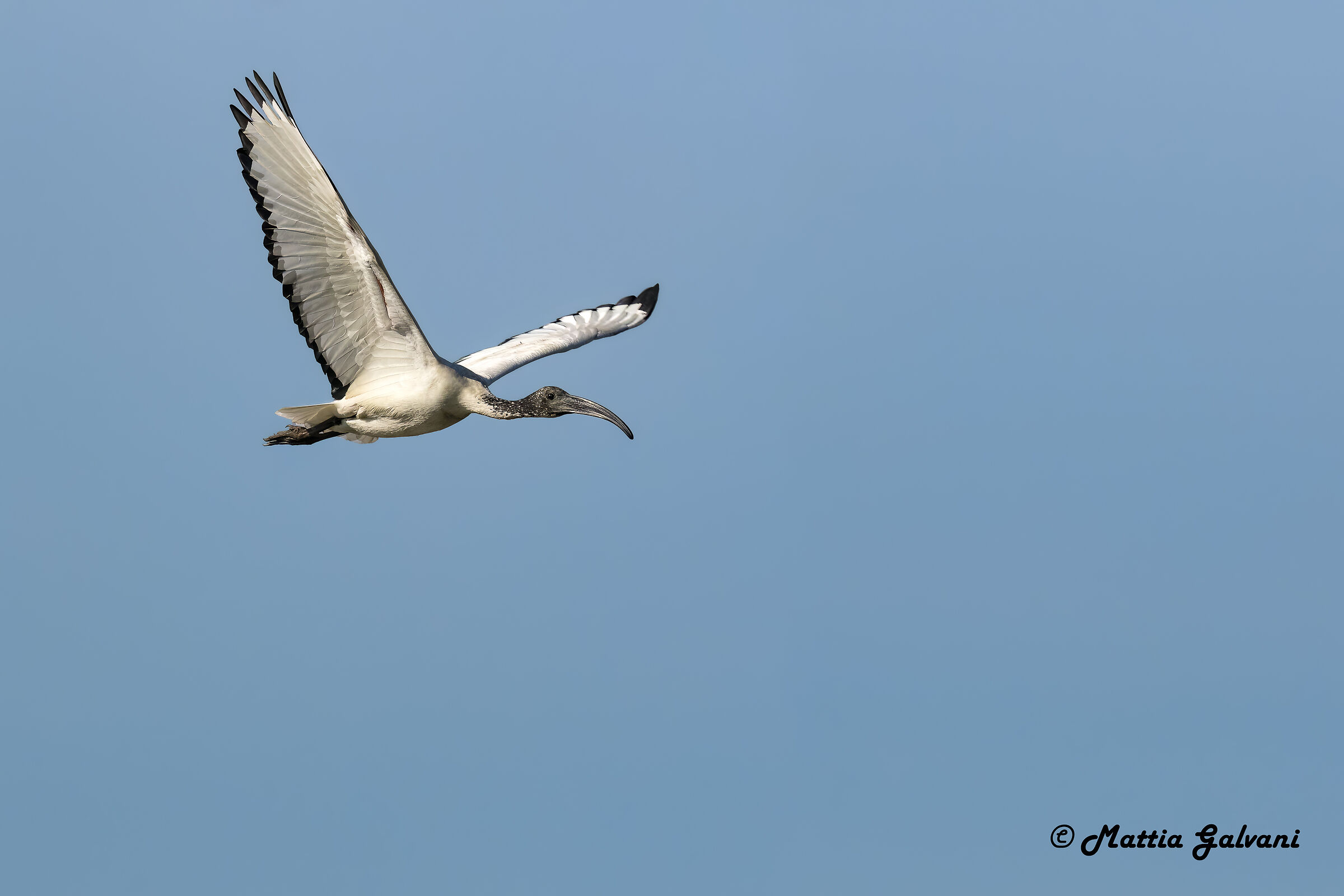 Ibis in volo