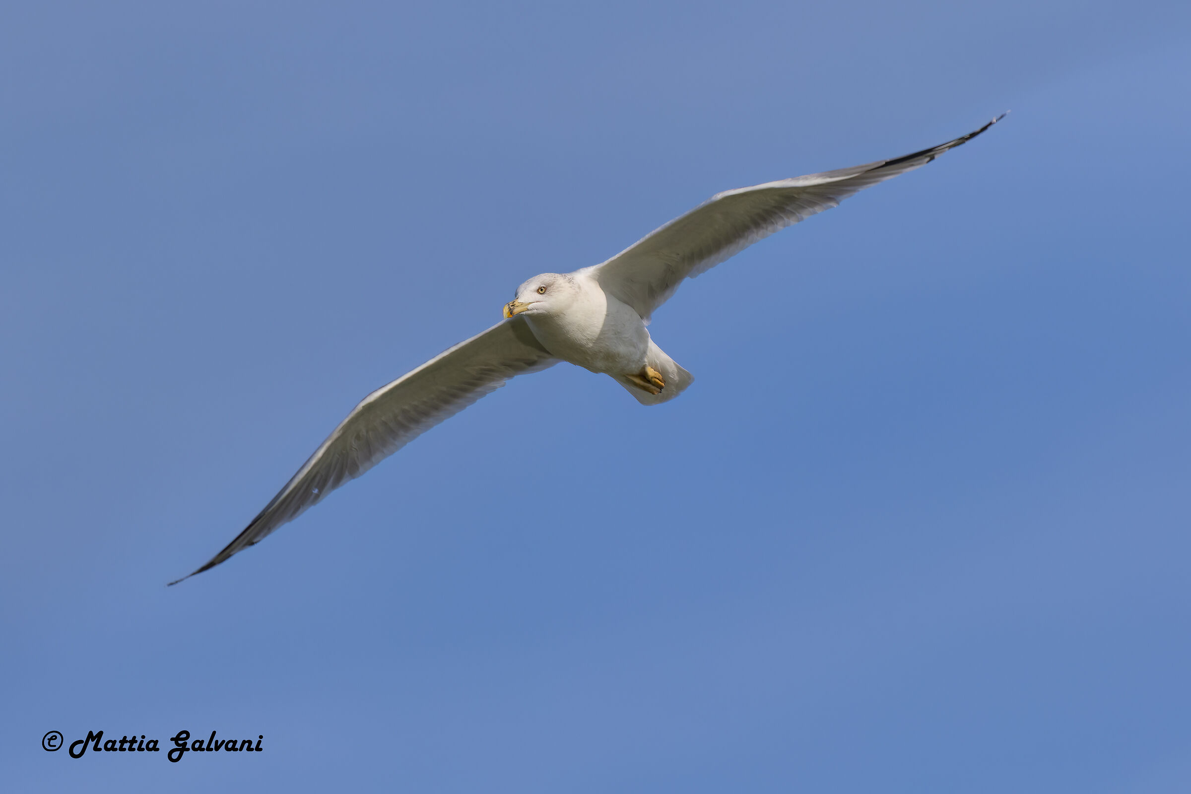Seagull wingspan
