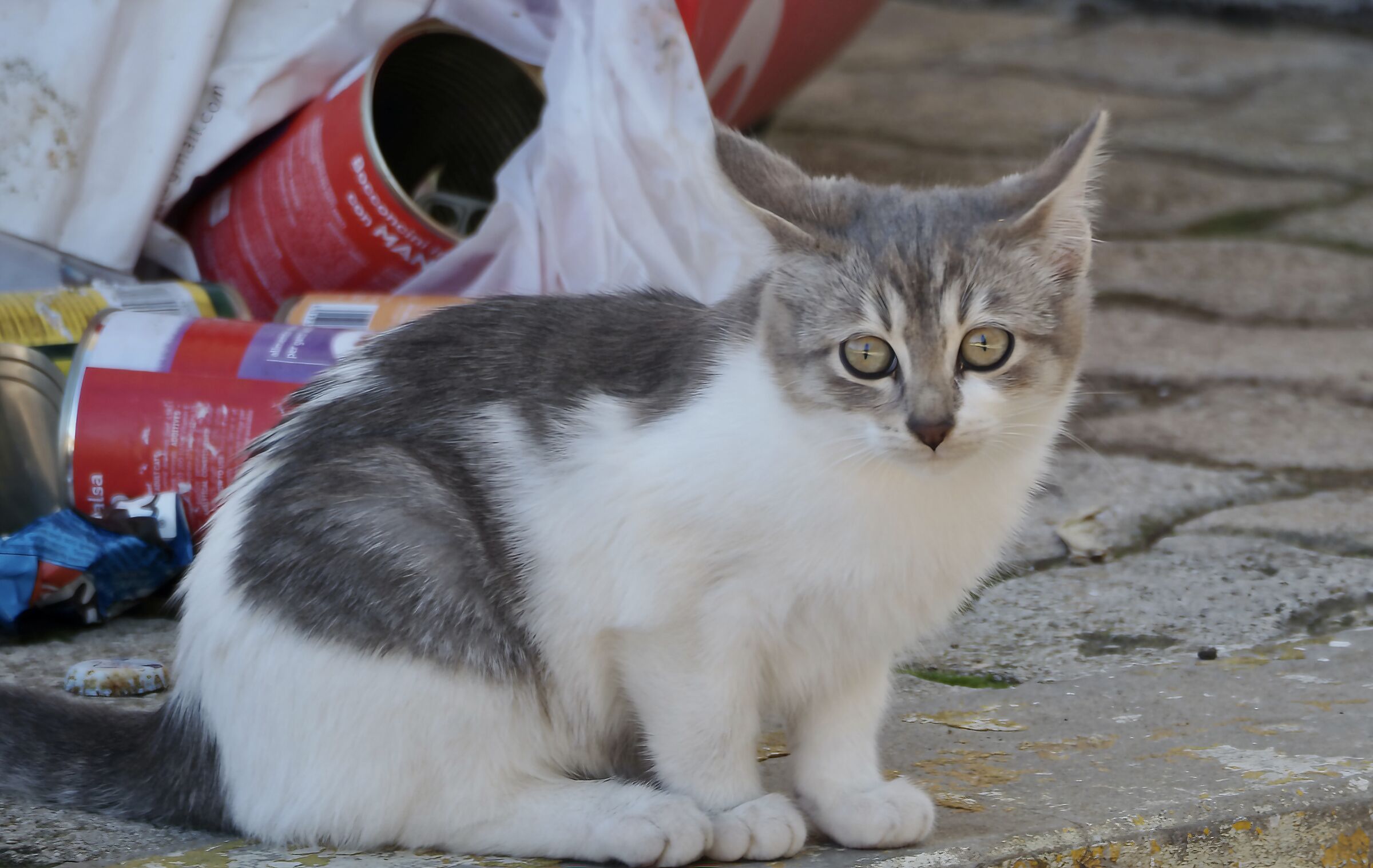 Kitten