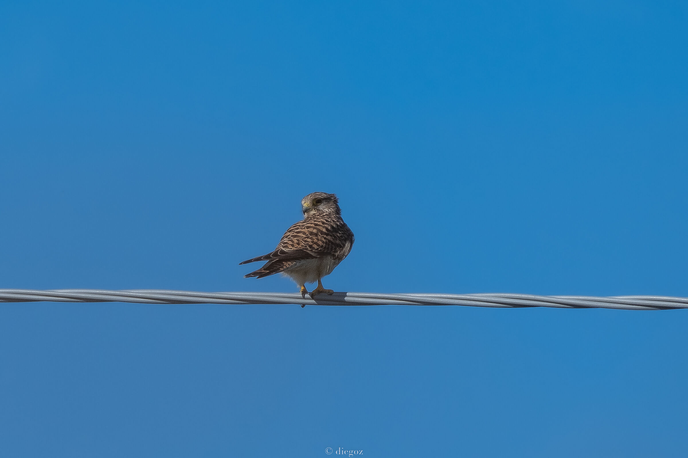 Kestrel at rest