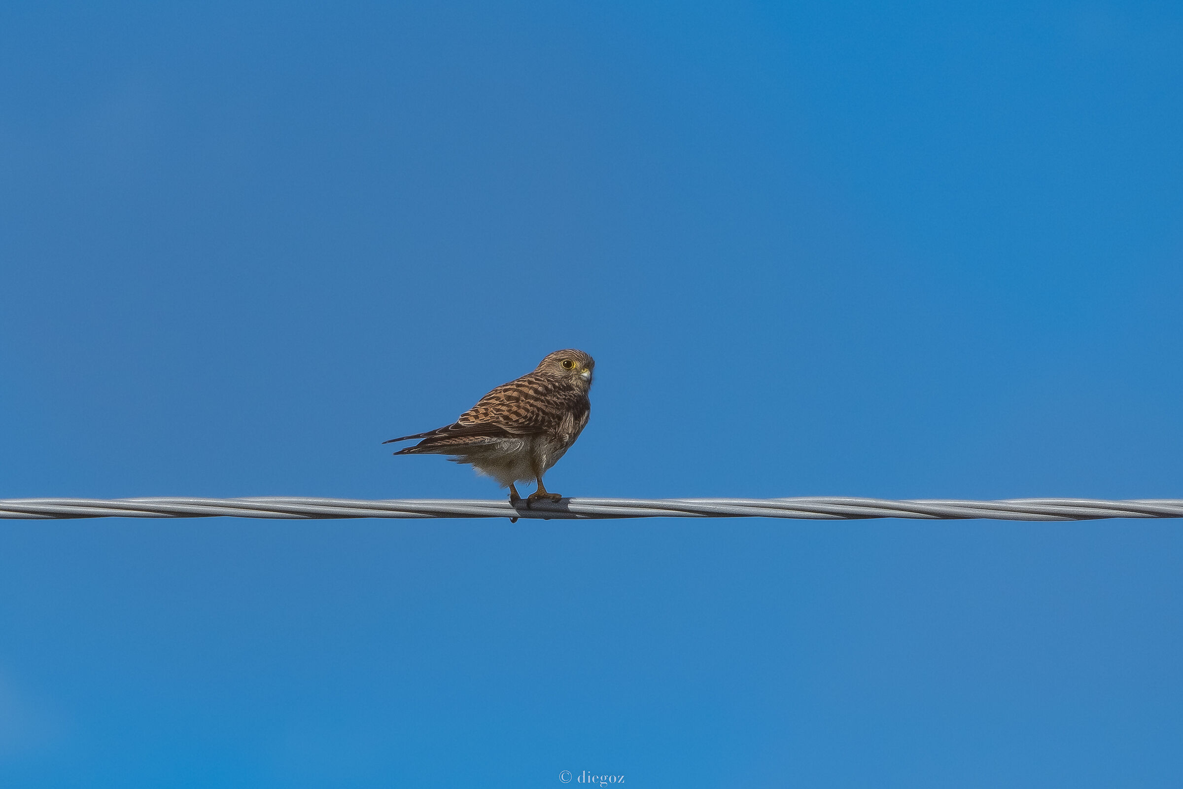 Kestrel at rest