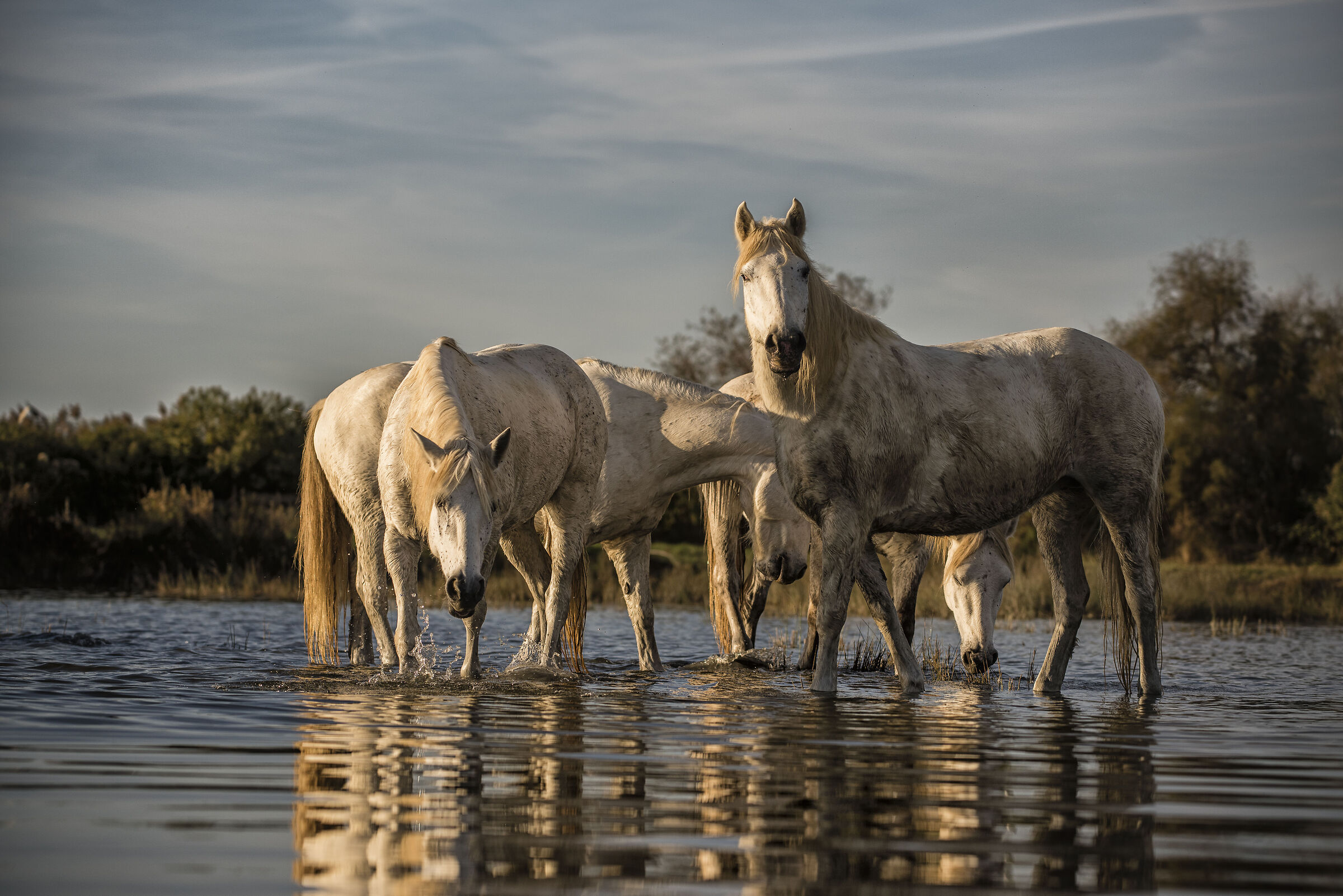Juments en Camargue,