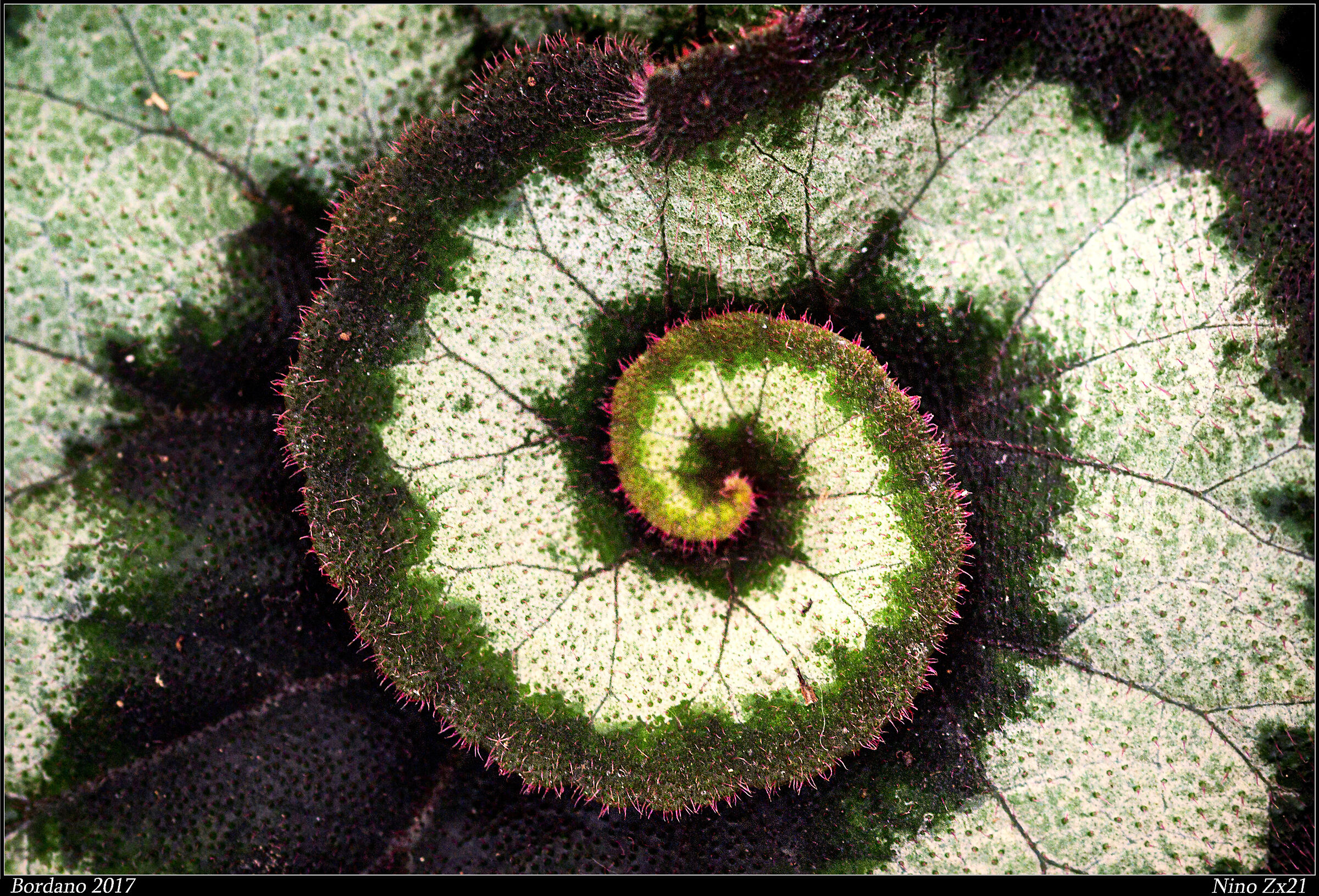 The Art of Nature II