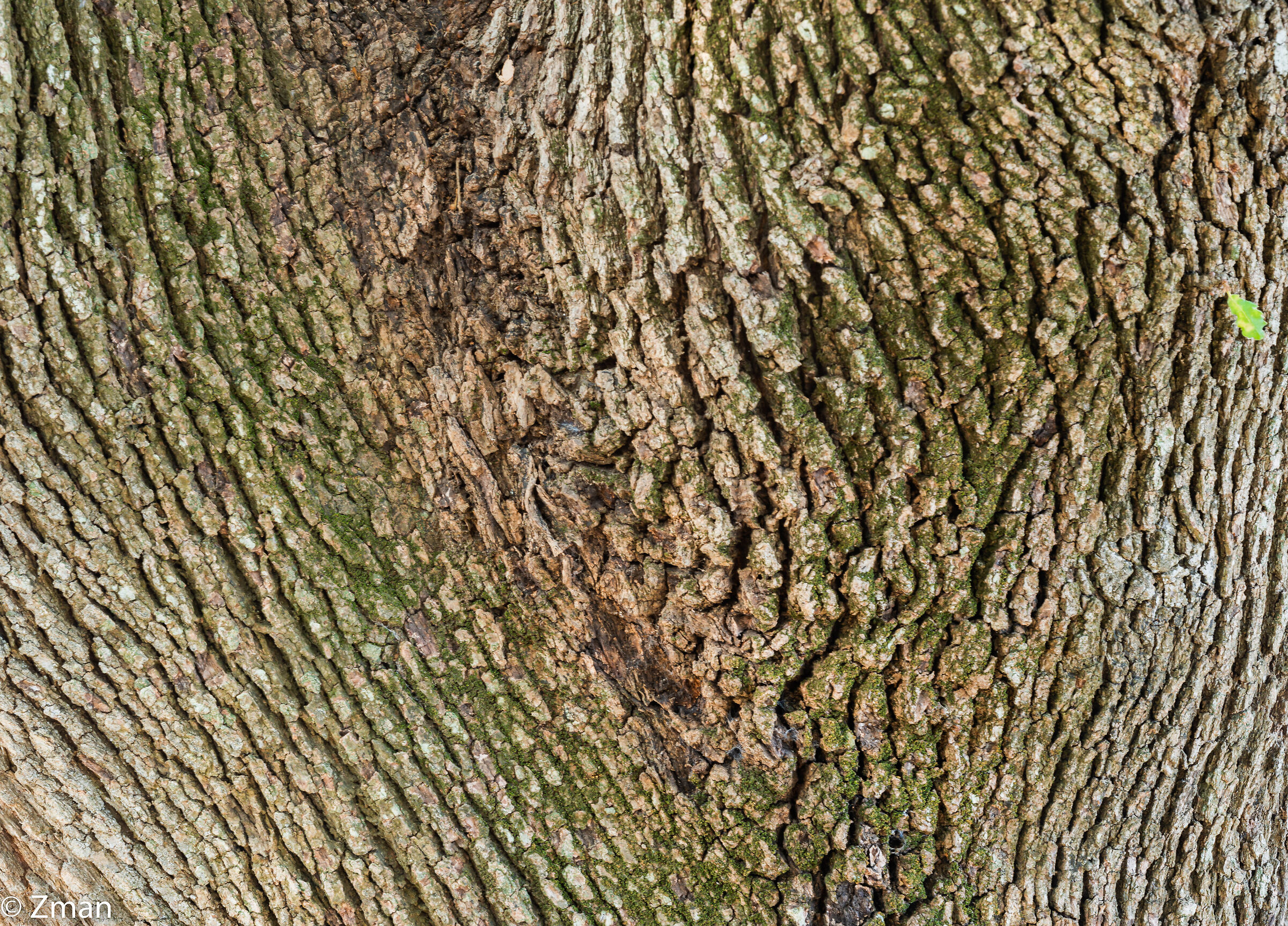 Struttura dell'albero di quercia