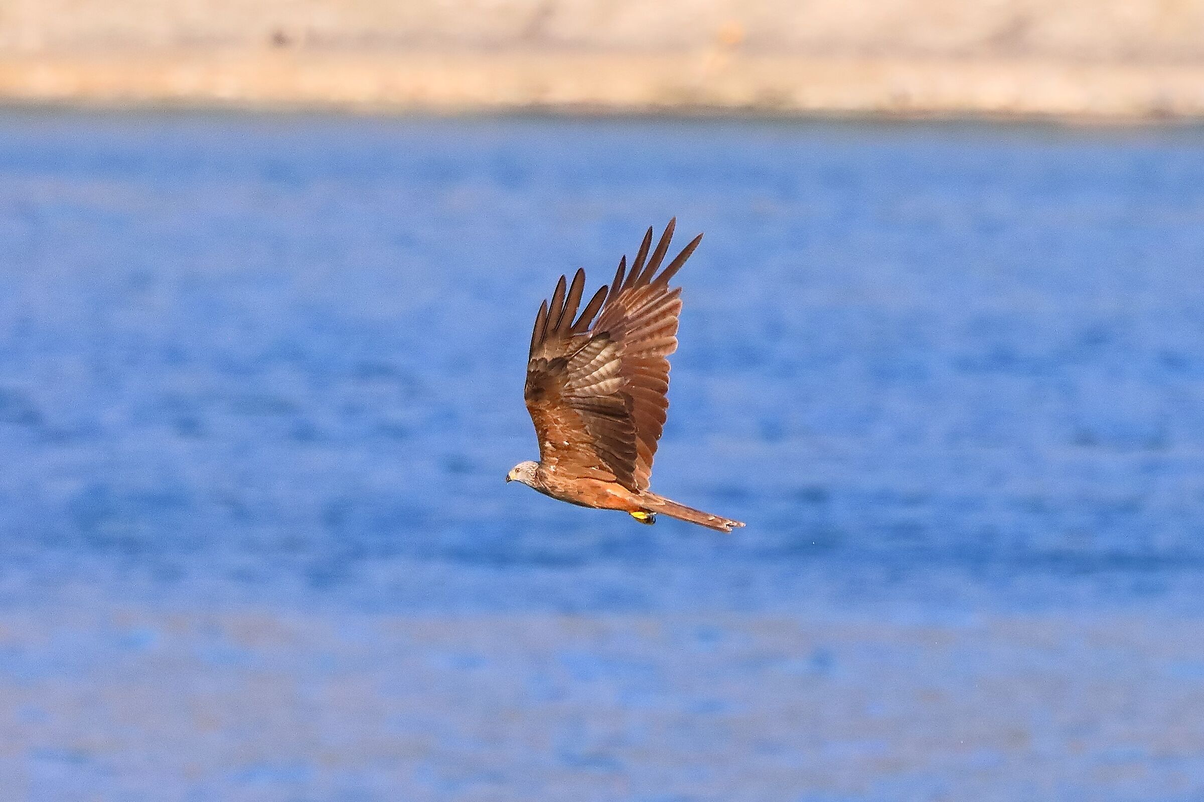 Nibbio bruno 02-08-2022