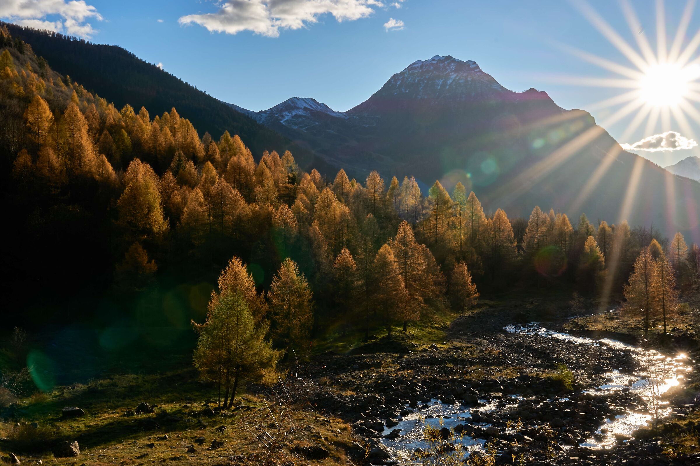 Forest backlight