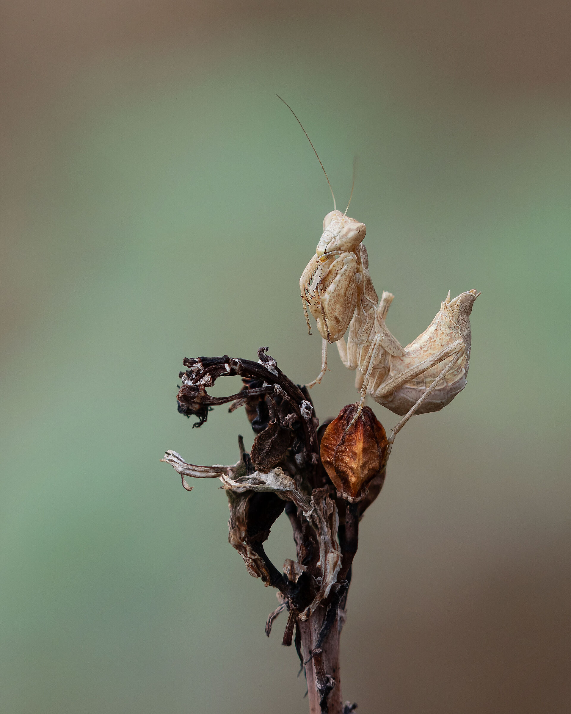 Ameles spallanzania 2