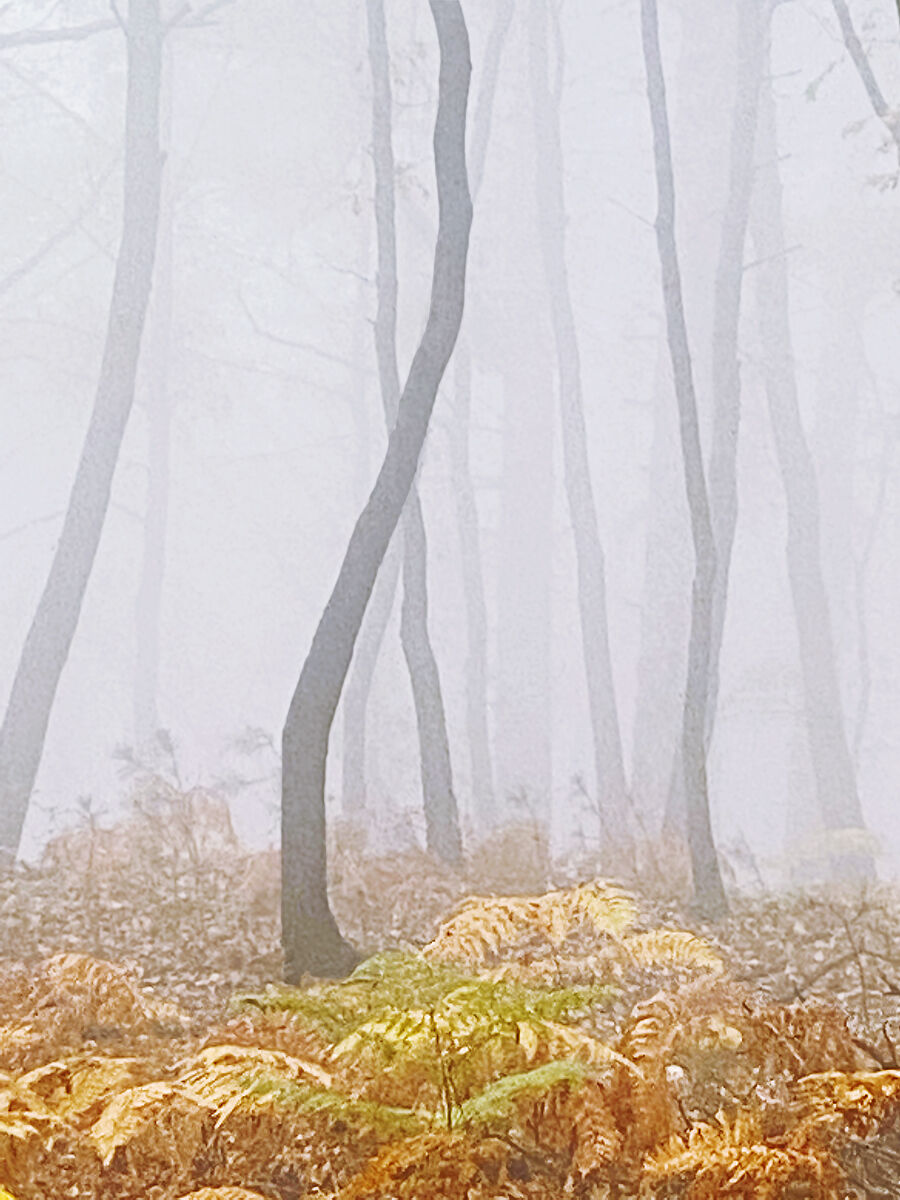 Nel bosco