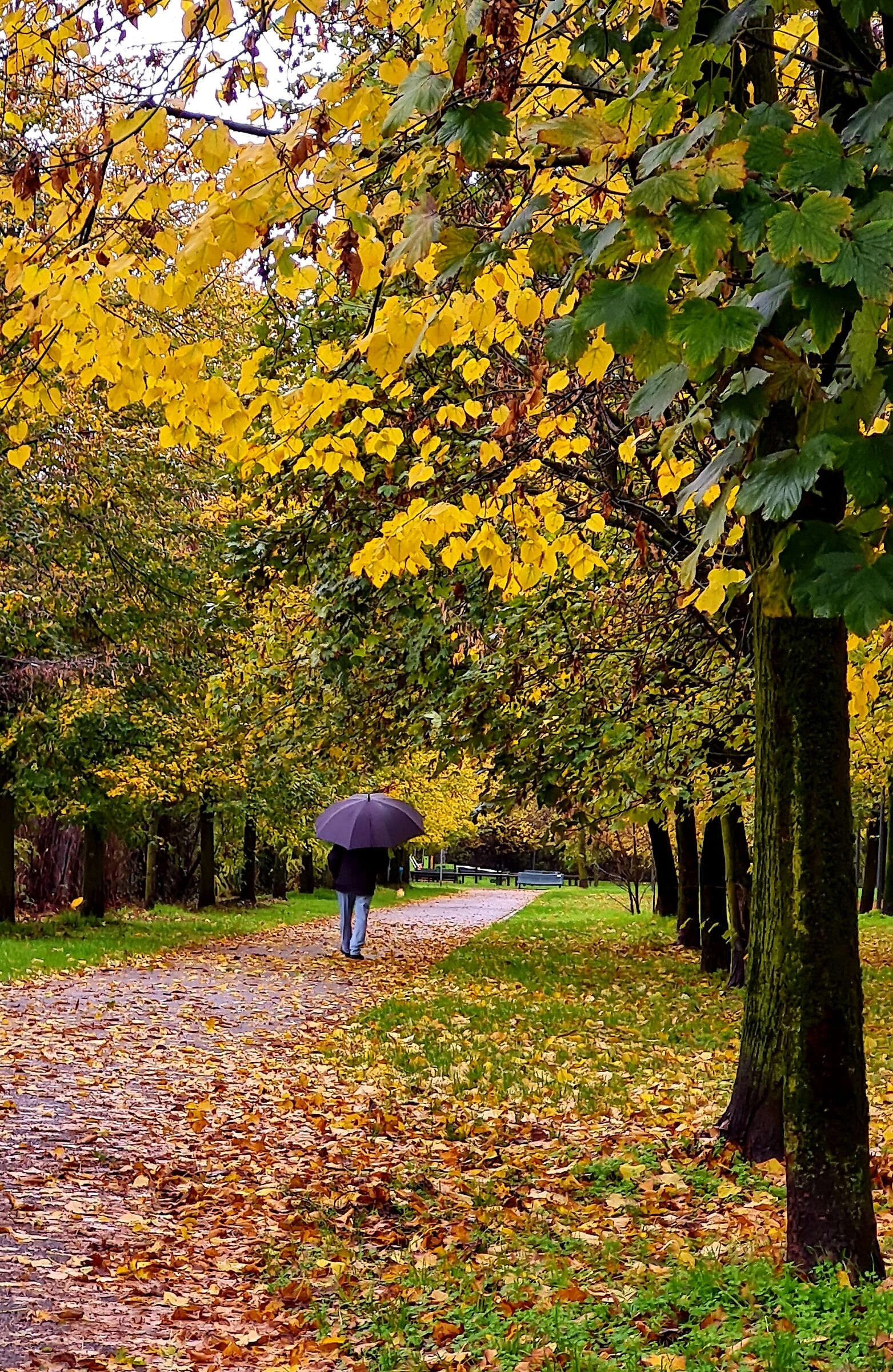 Viale di autunno