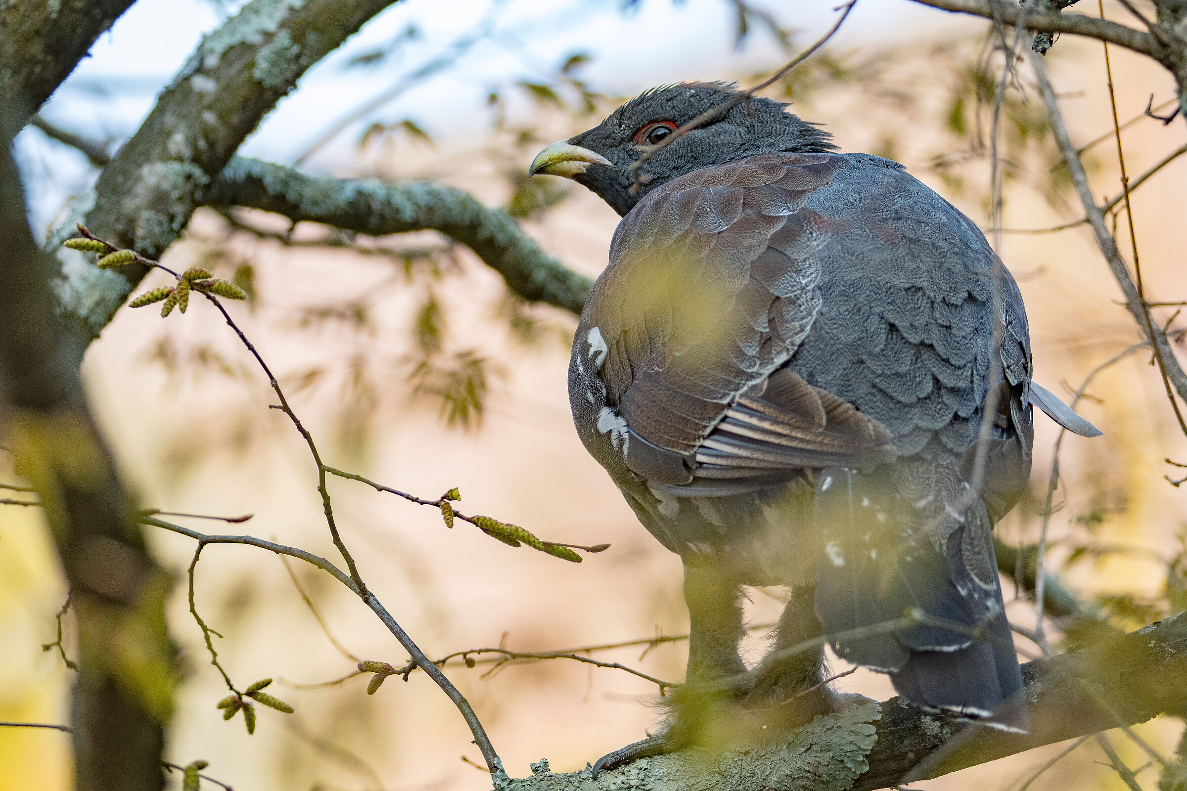 Gallo cedrone