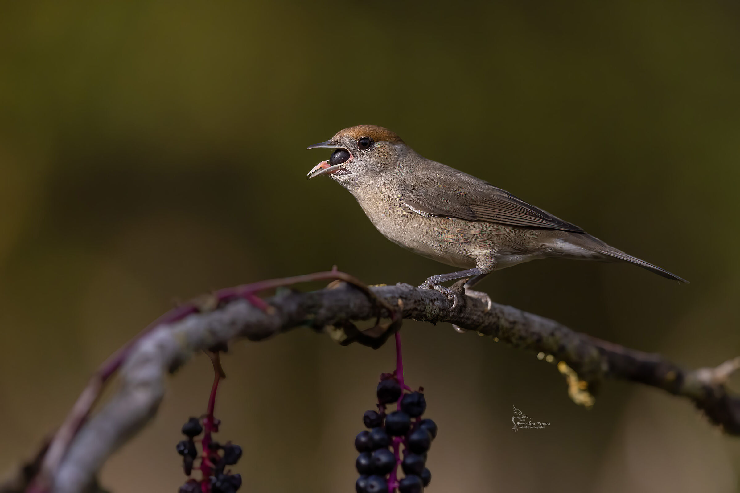 Female haircap