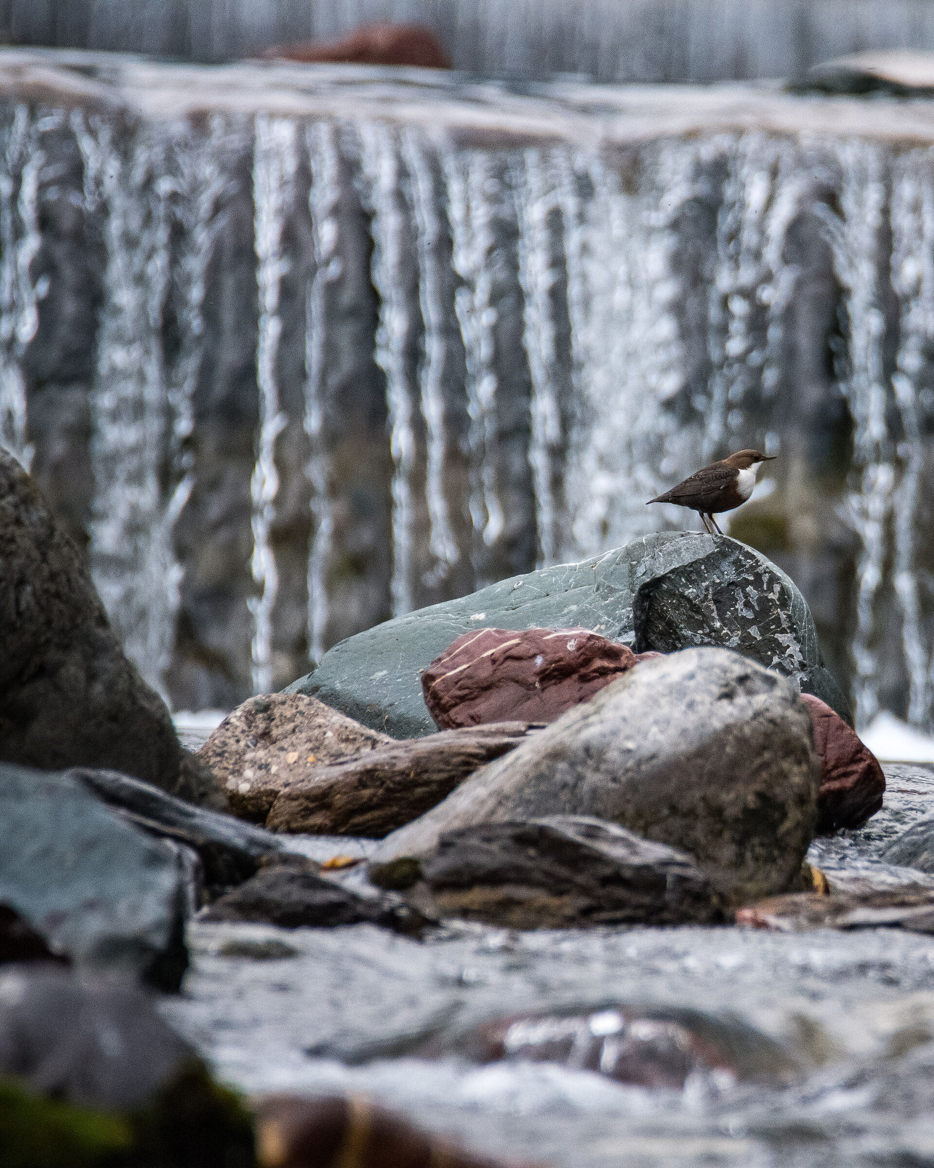 White-throated dipper
