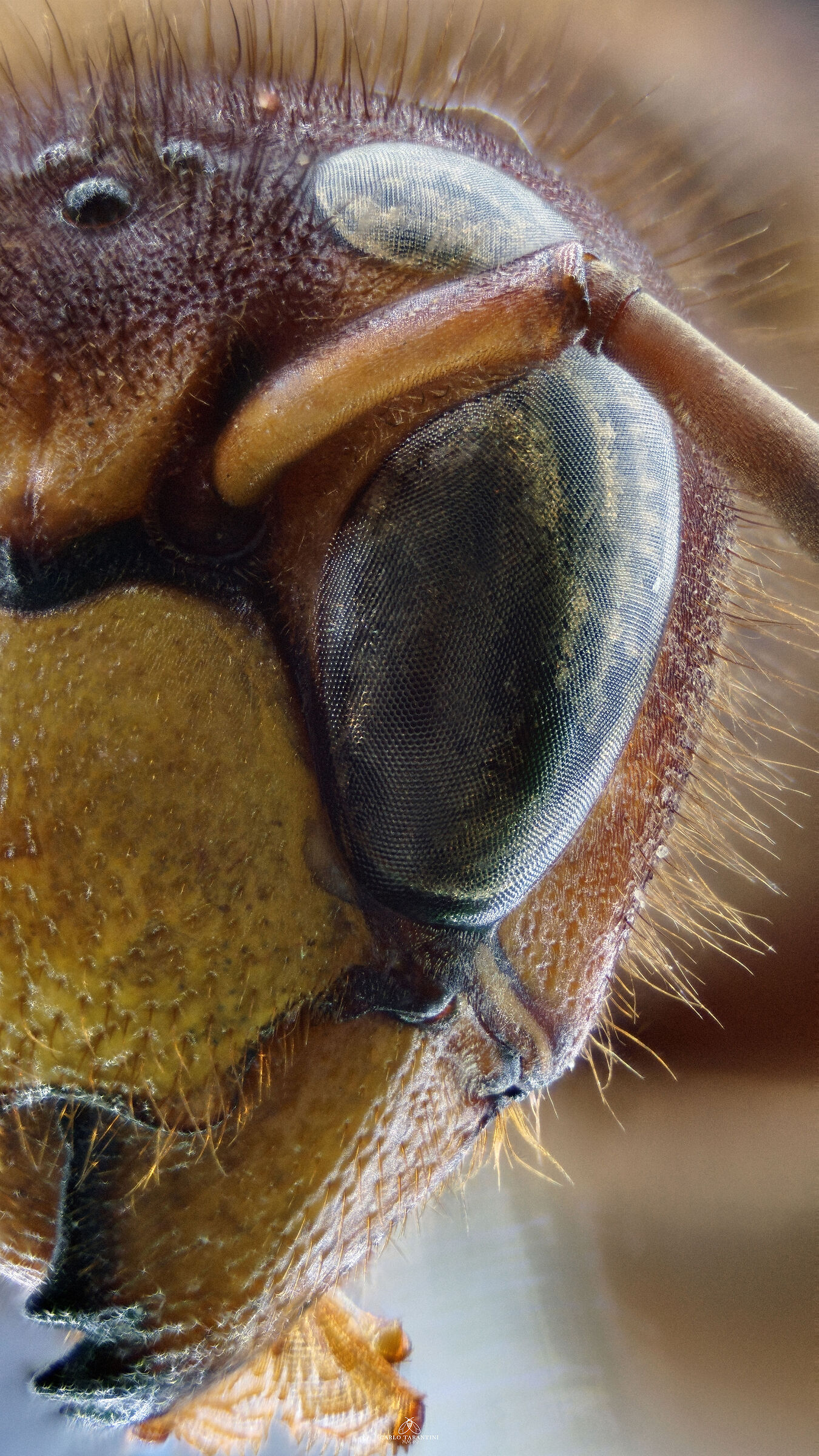 Vespa crabro germana