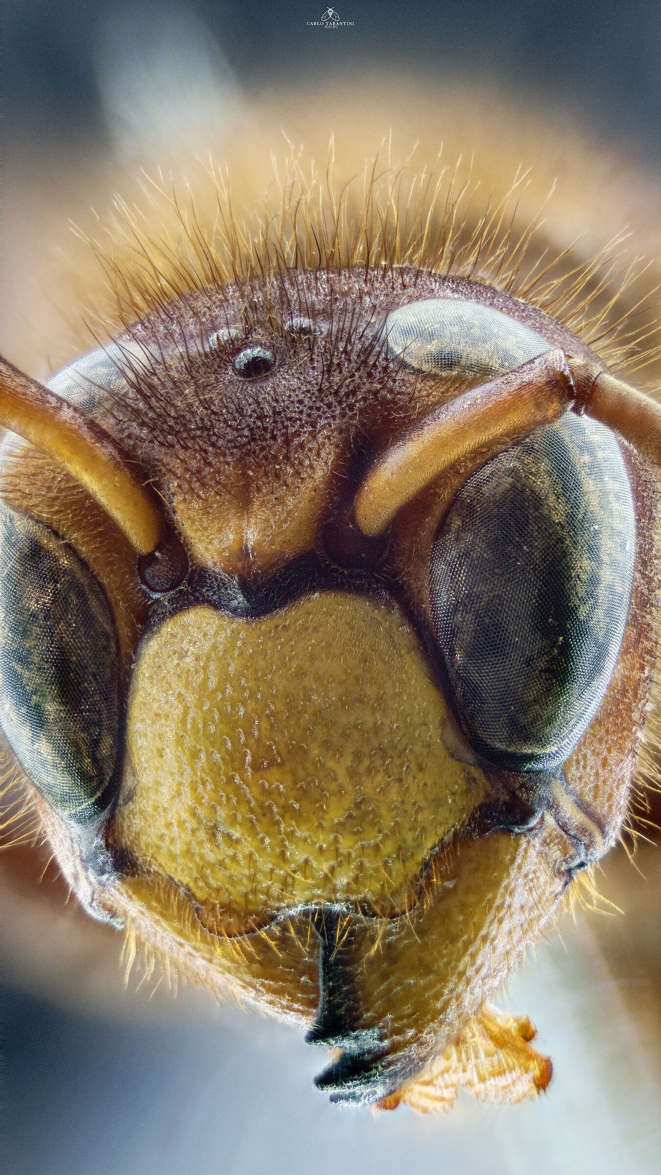 Vespa crabro germana