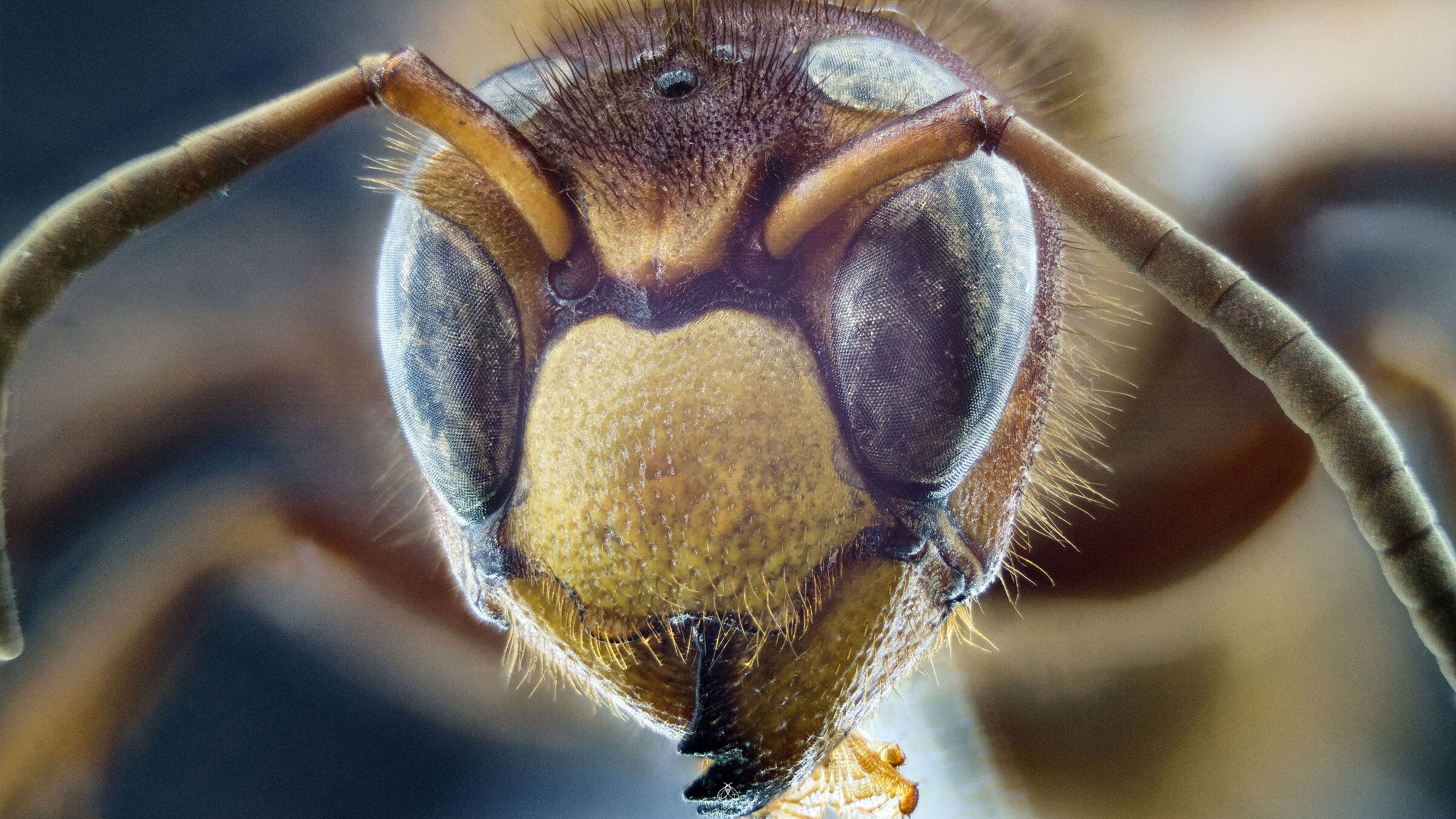Vespa crabro germana