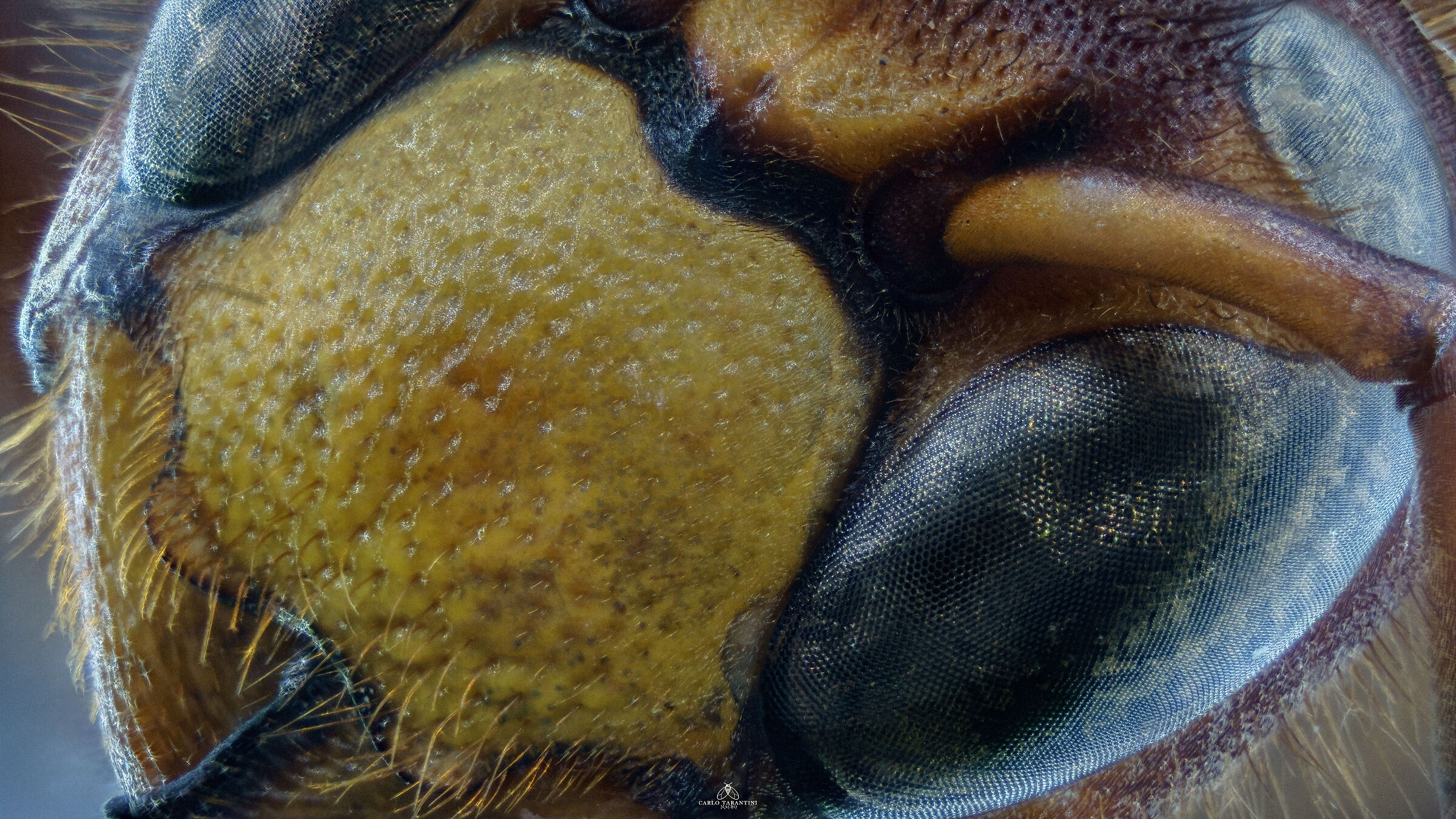 Vespa crabro germana