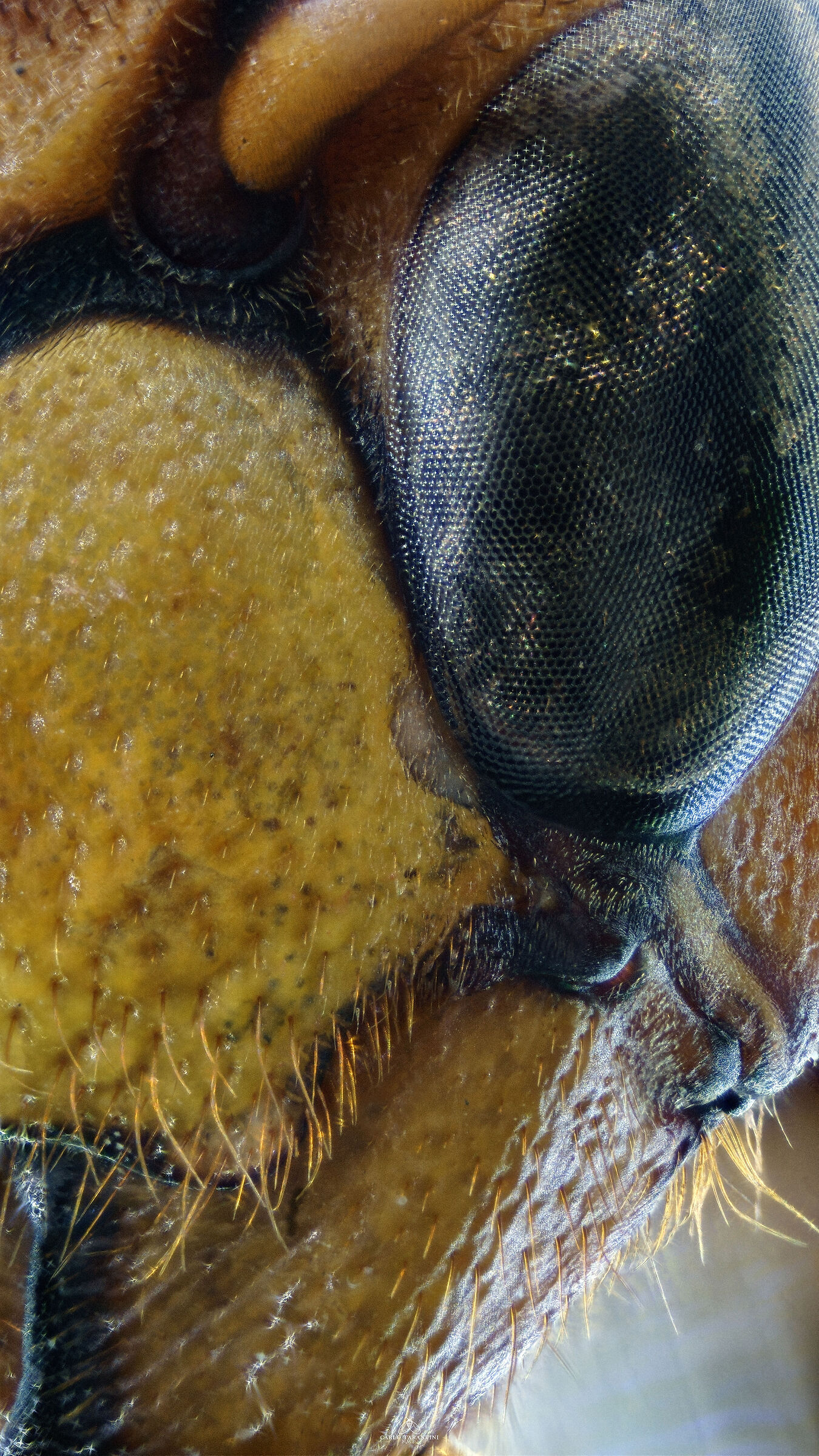 Vespa crabro germana