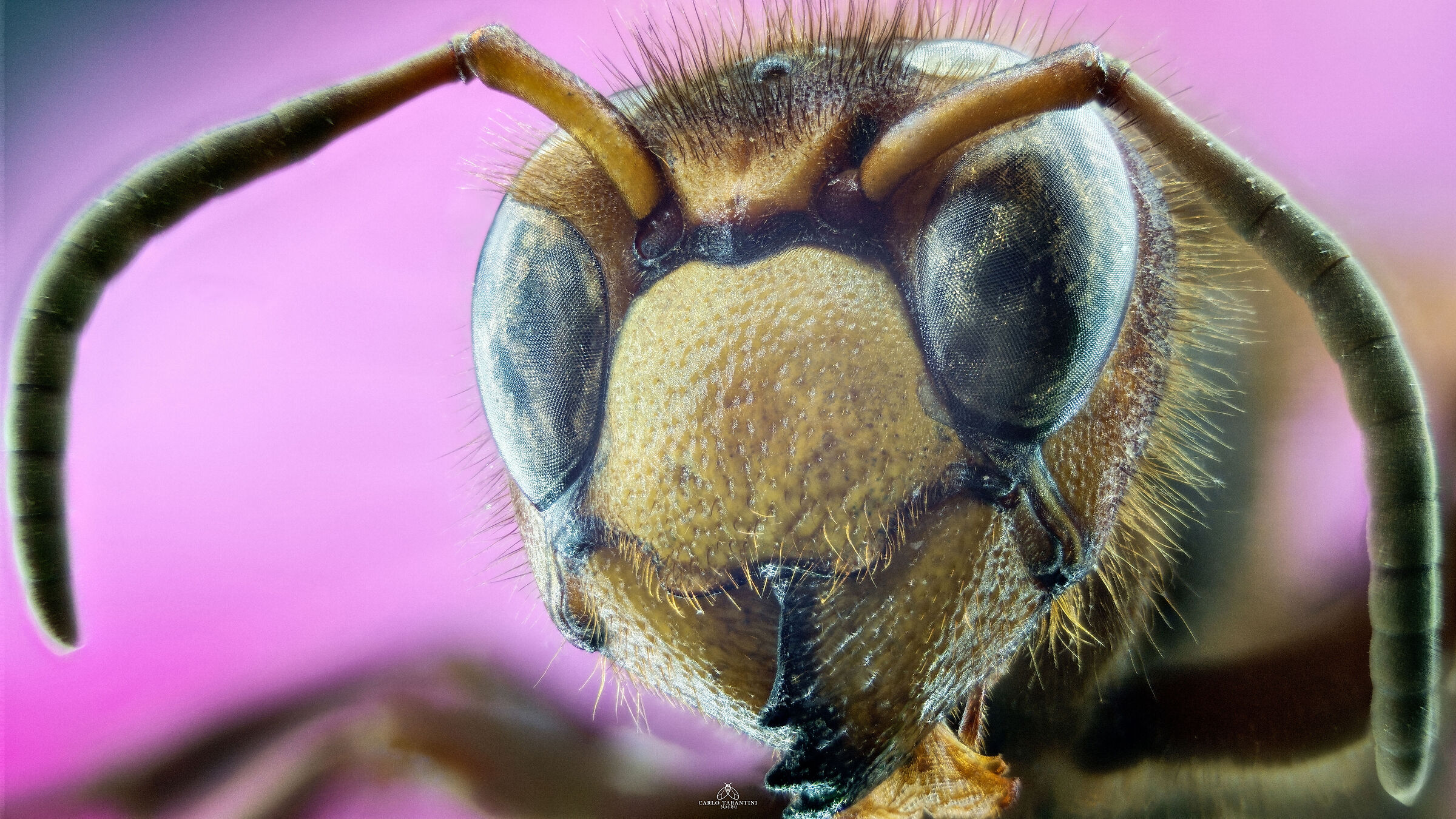 Vespa crabro germana