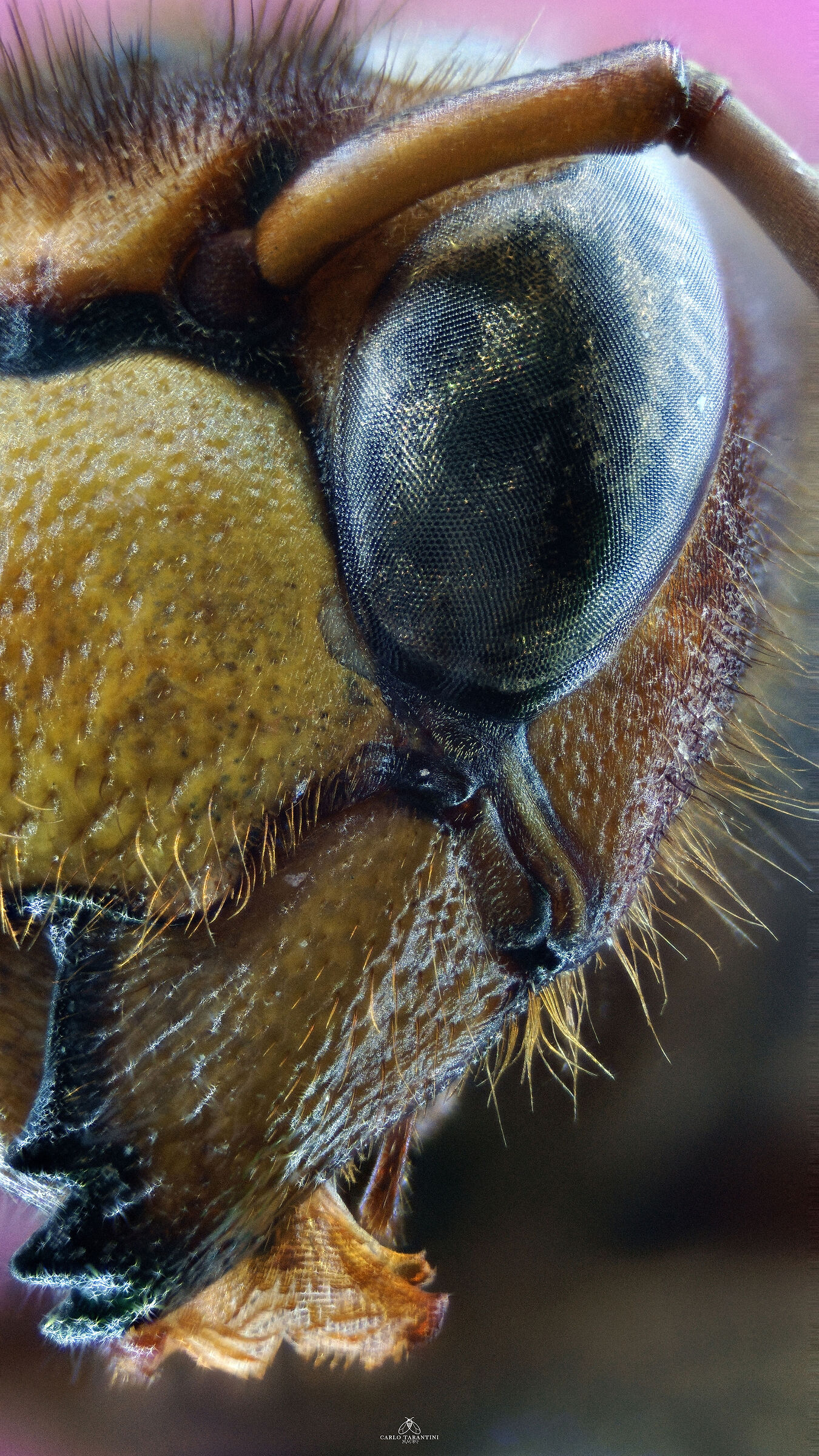 Vespa crabro germana