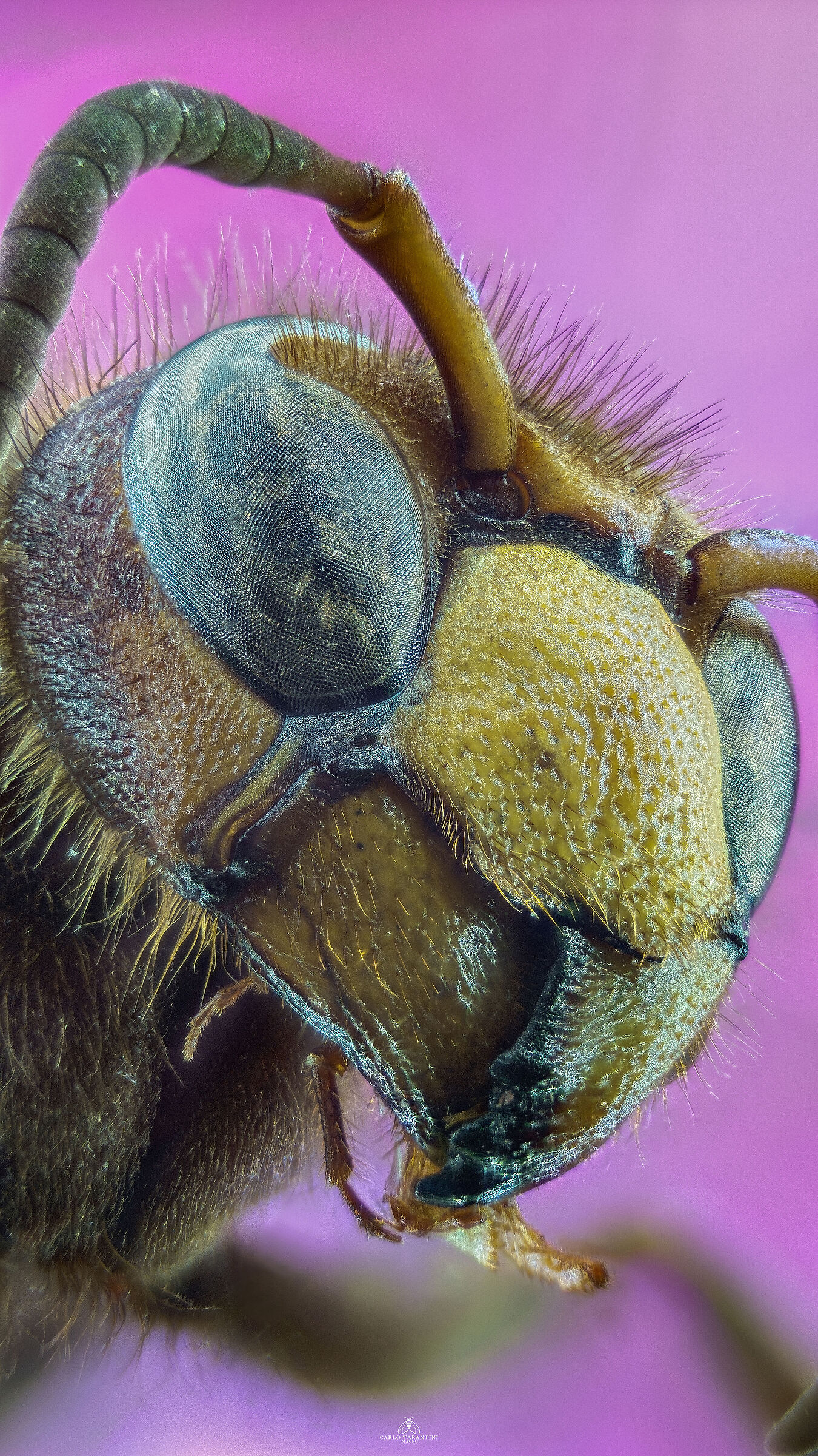 Vespa crabro germana