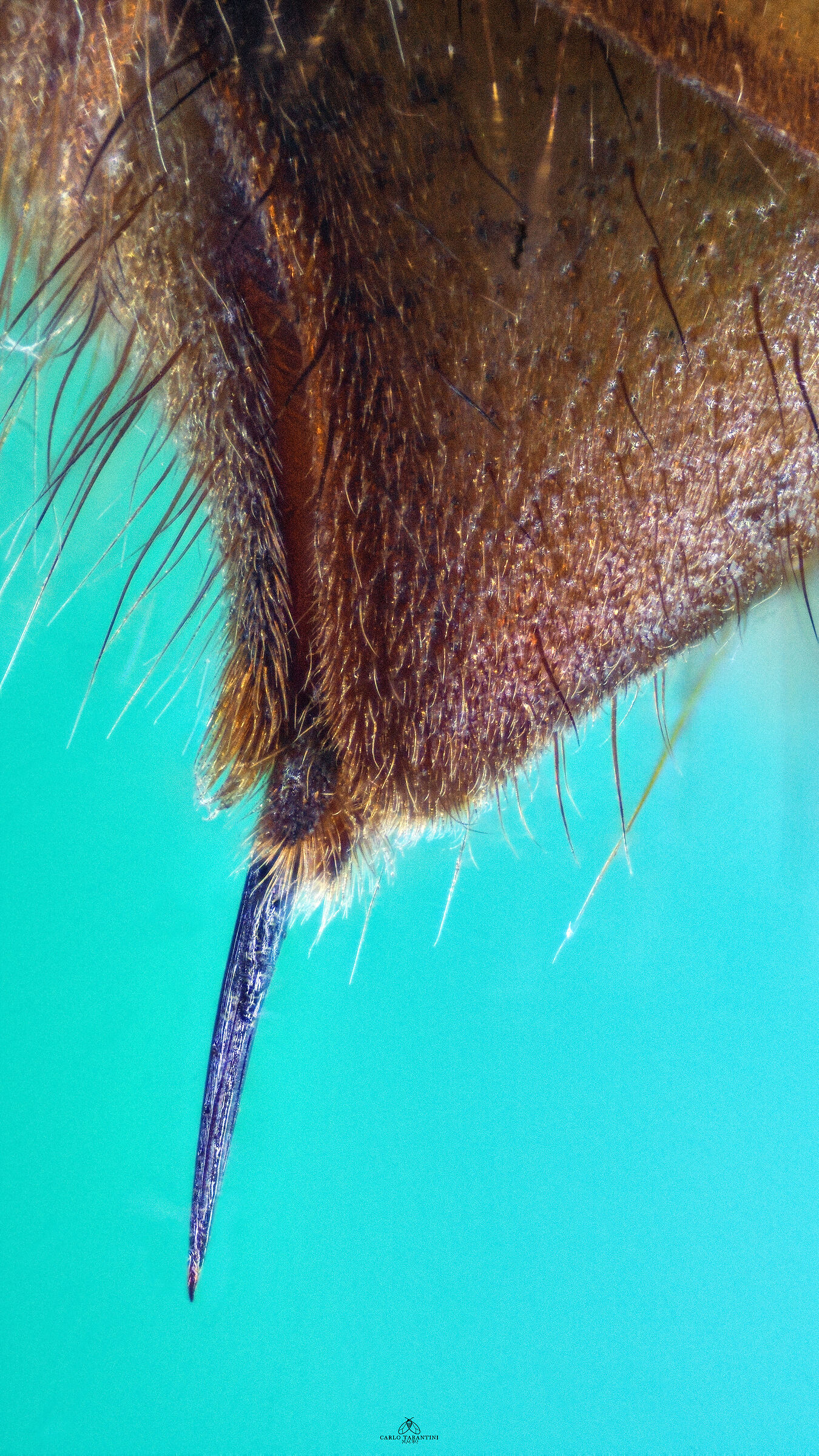 Vespa crabro germana - dettaglio pungiglione