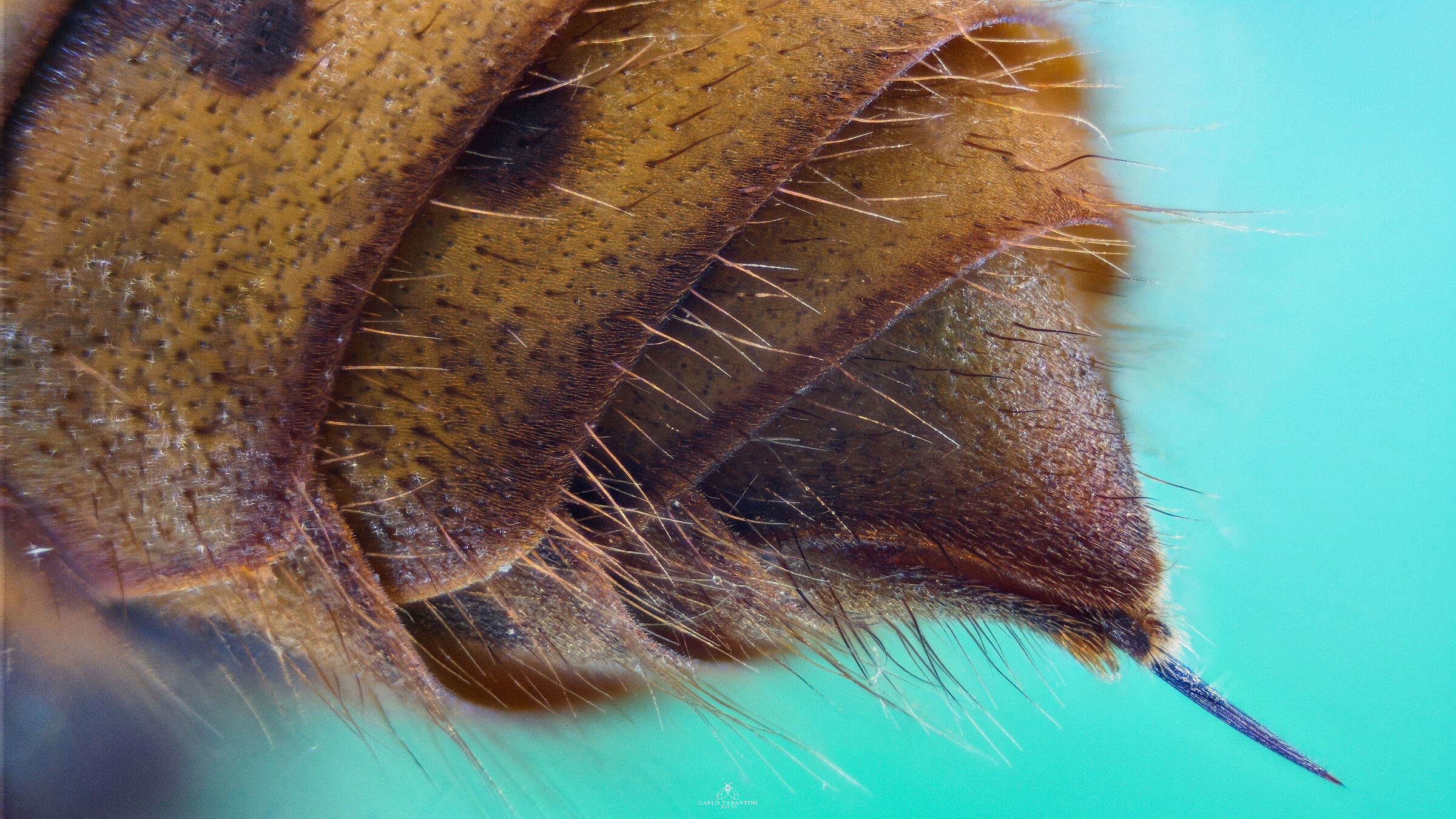 Vespa crabro germana - dettaglio pungiglione